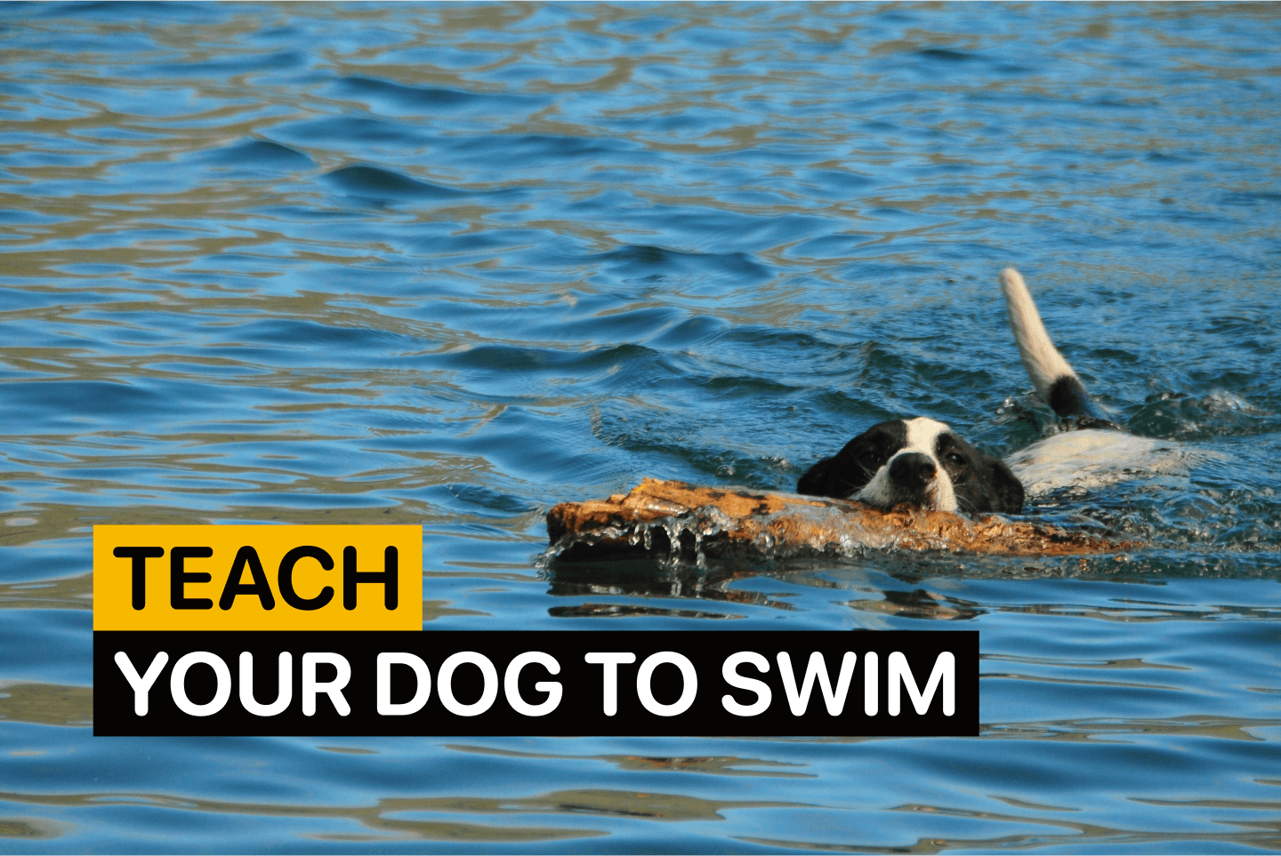 How to Teach Dog to Swim: Easy Steps for Safe Water Fun