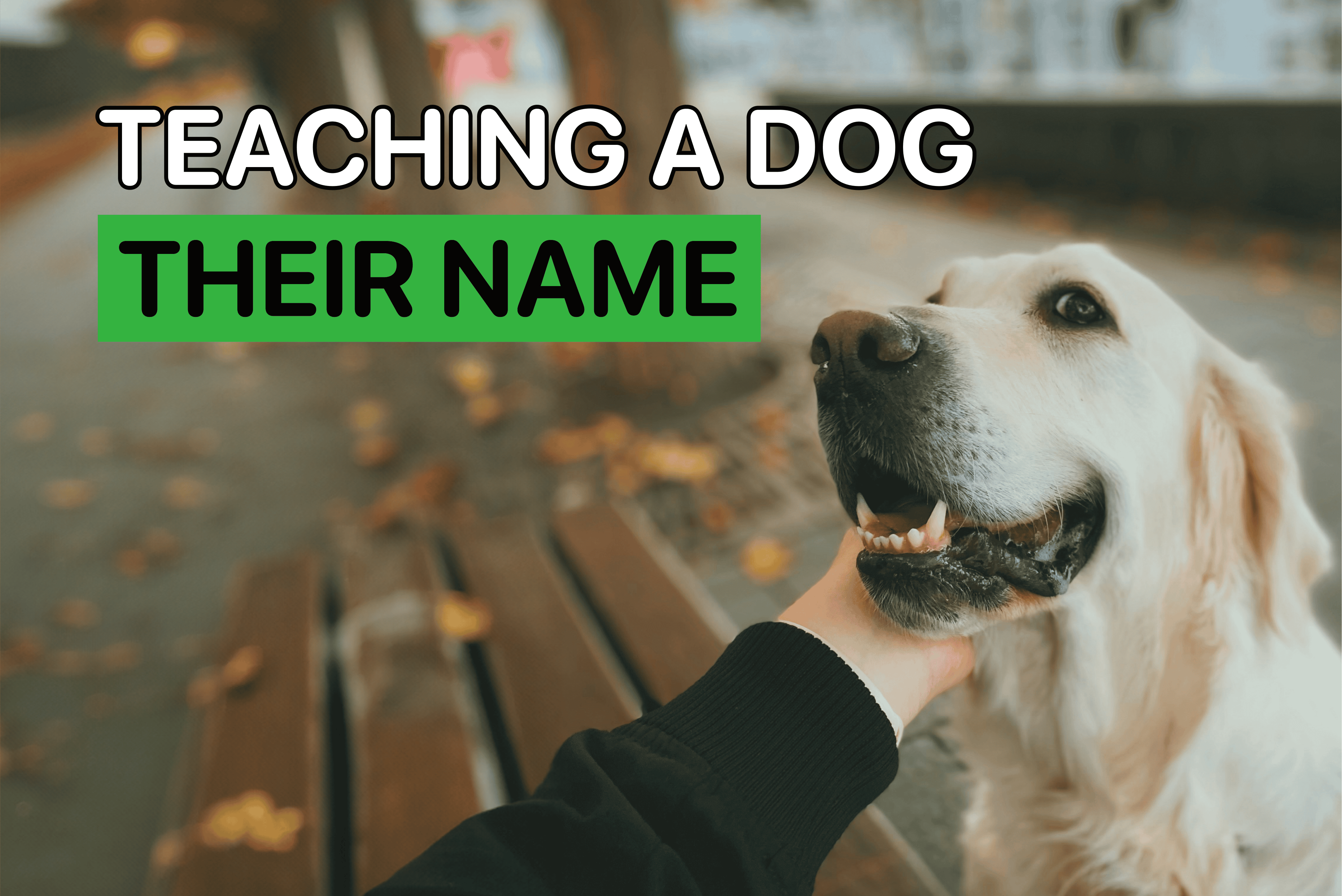 teaching a dog their name