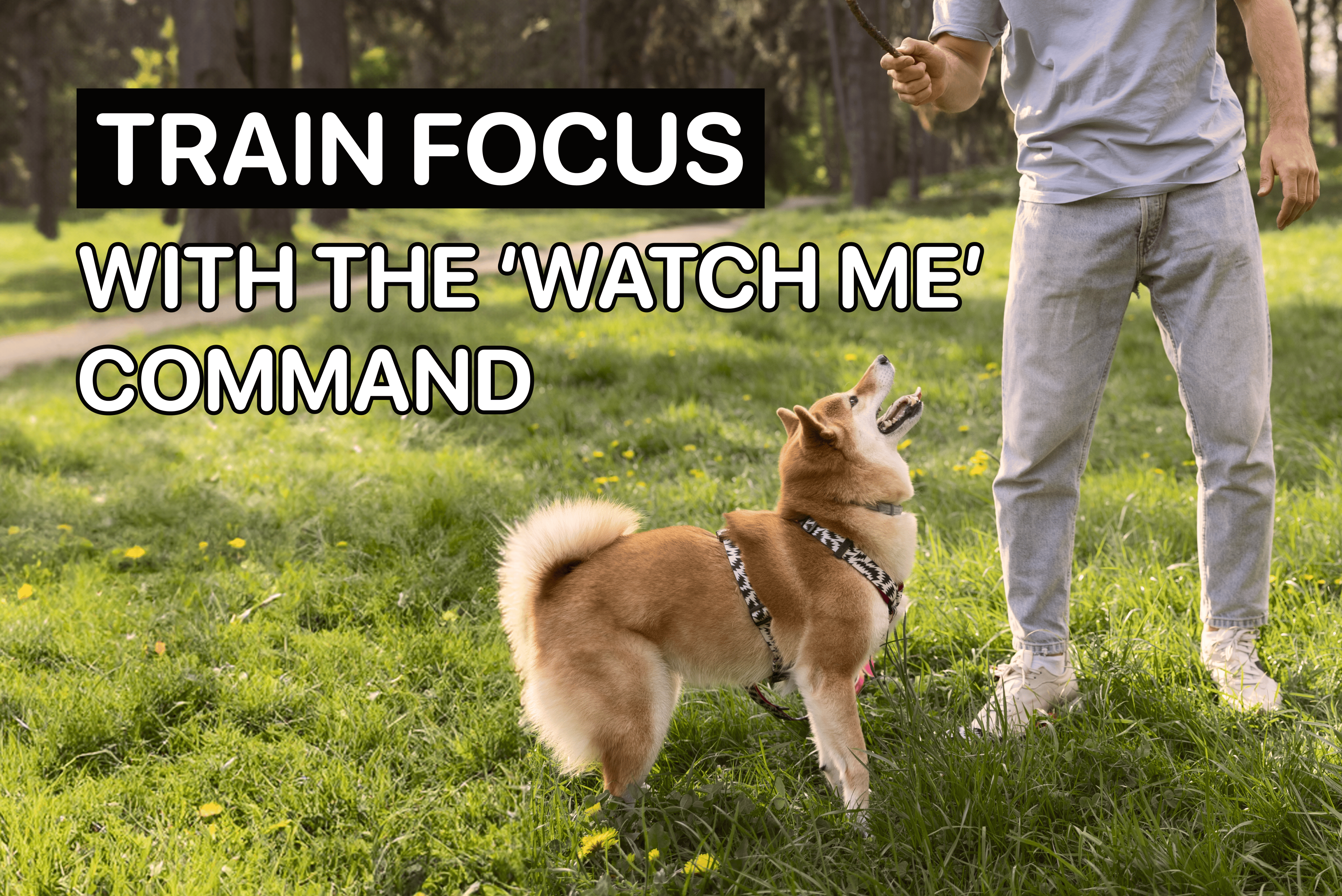 how to train your dog to focus on you