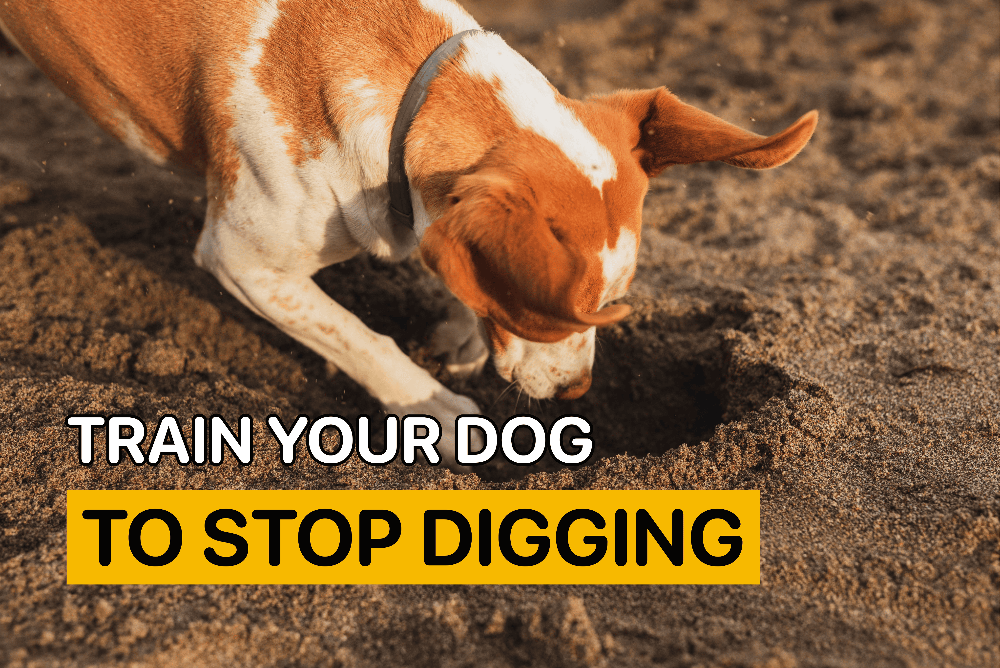 Train Your Dog to Stop Digging