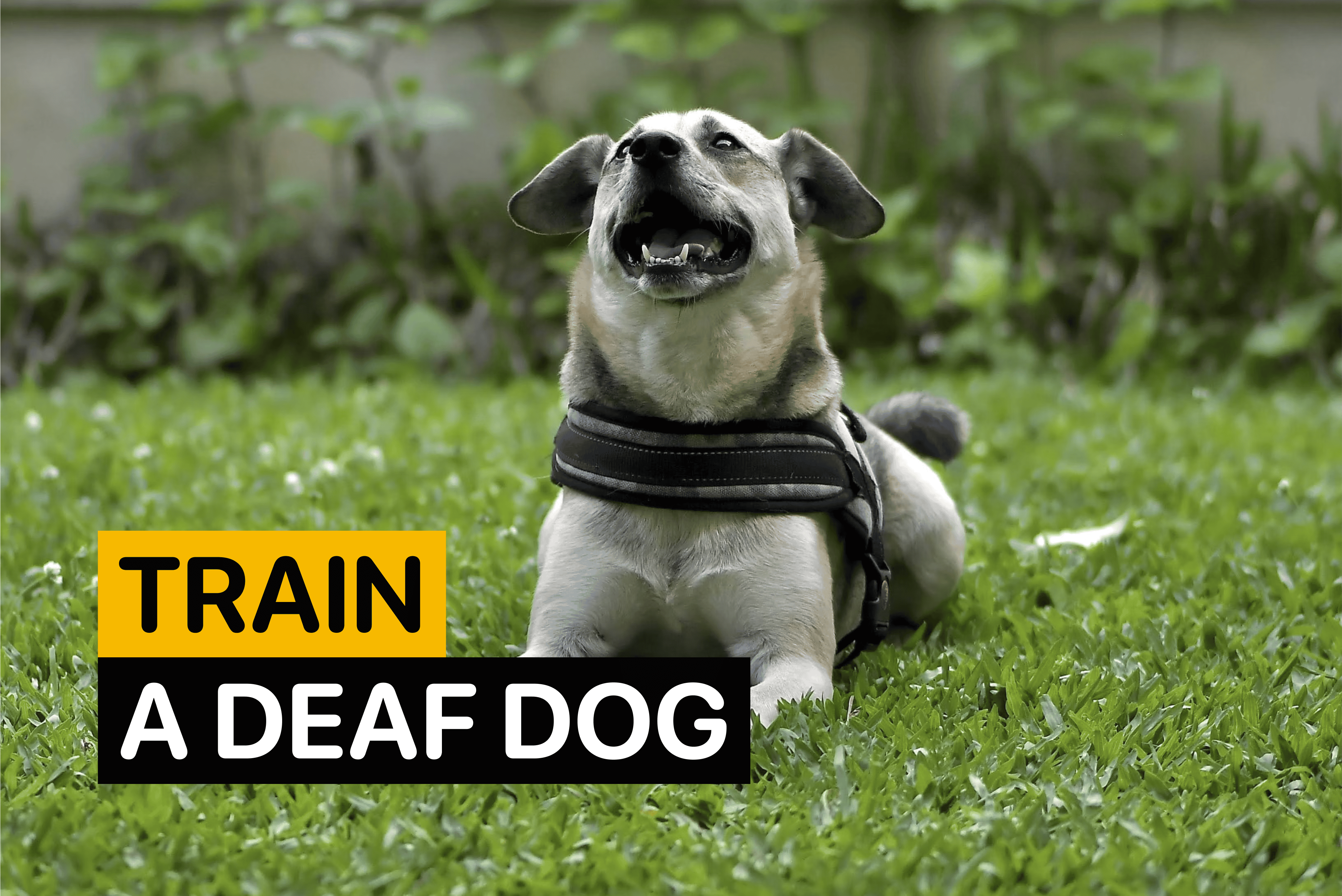 how to train a deaf dog