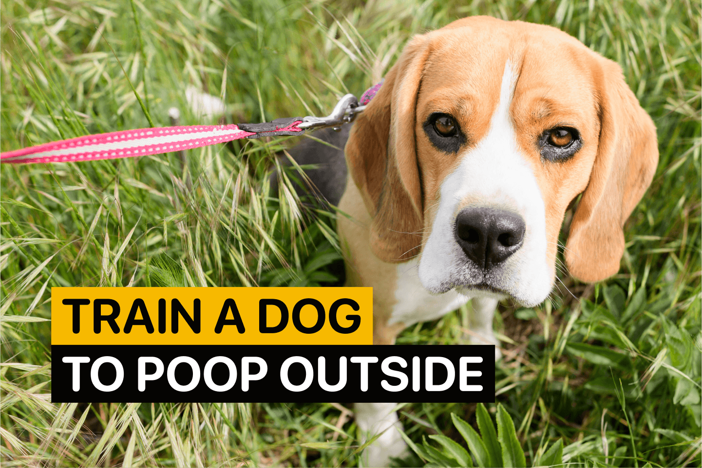 Train a dog to poop outside