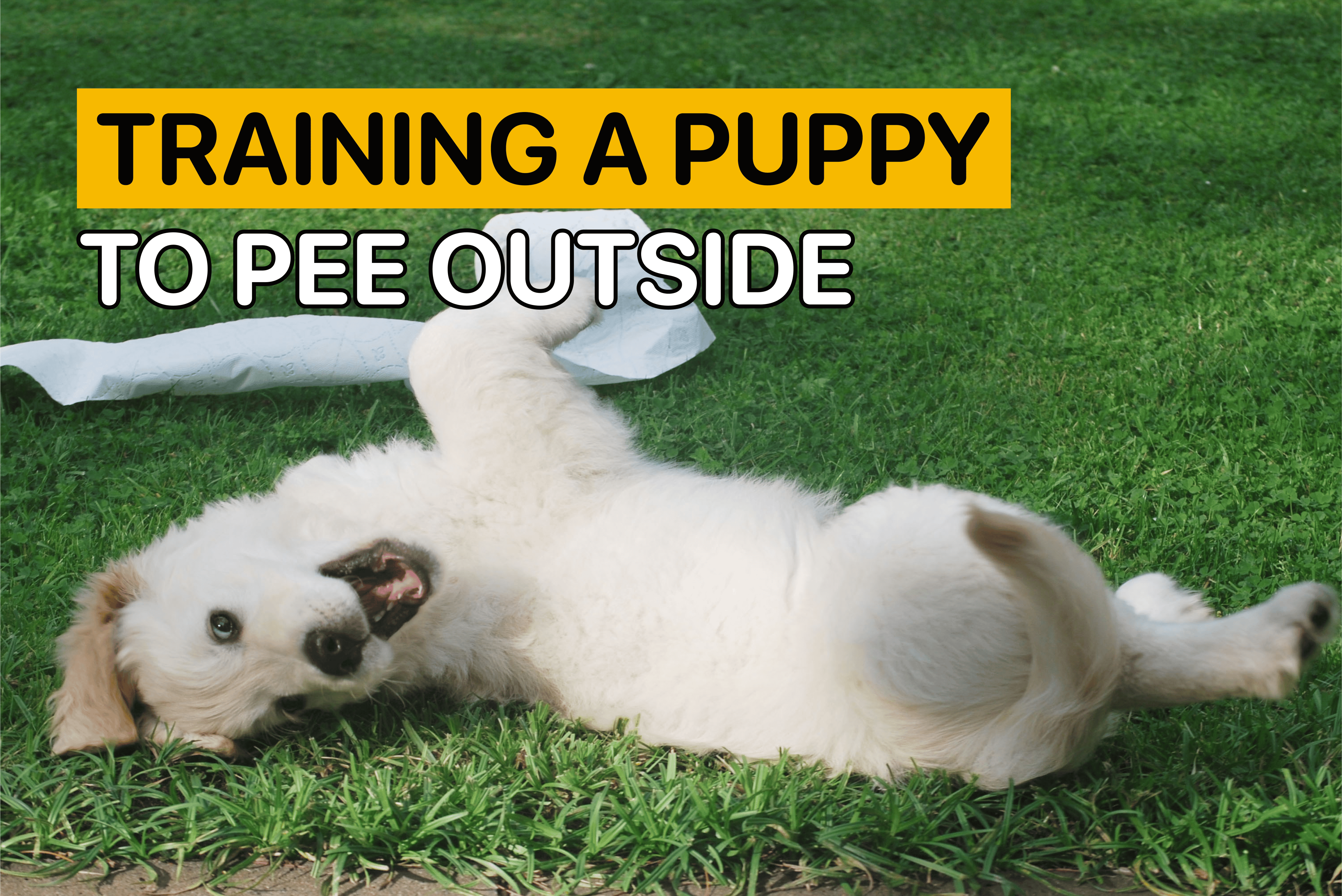 training a puppy to pee outside