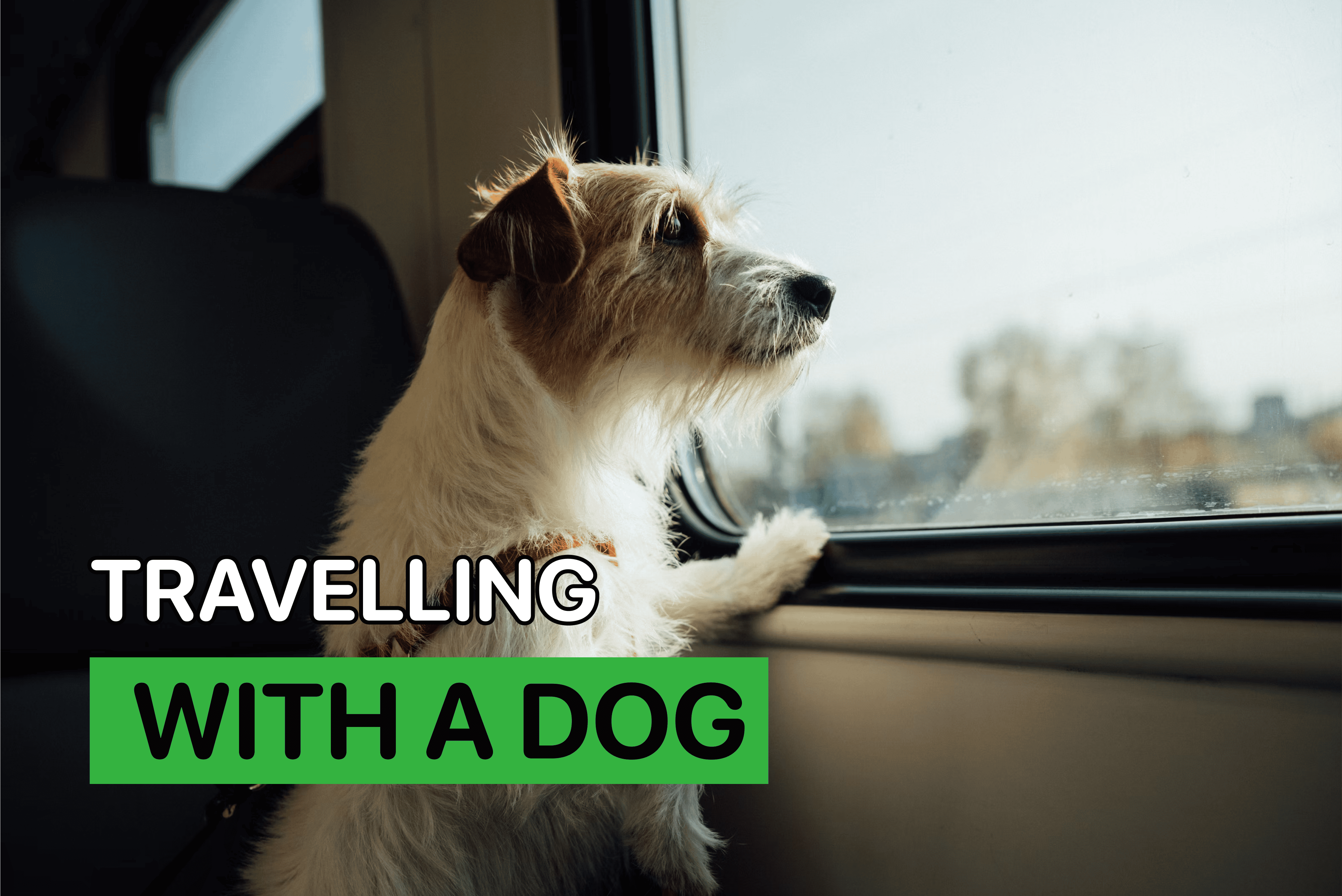 travelling with a dog