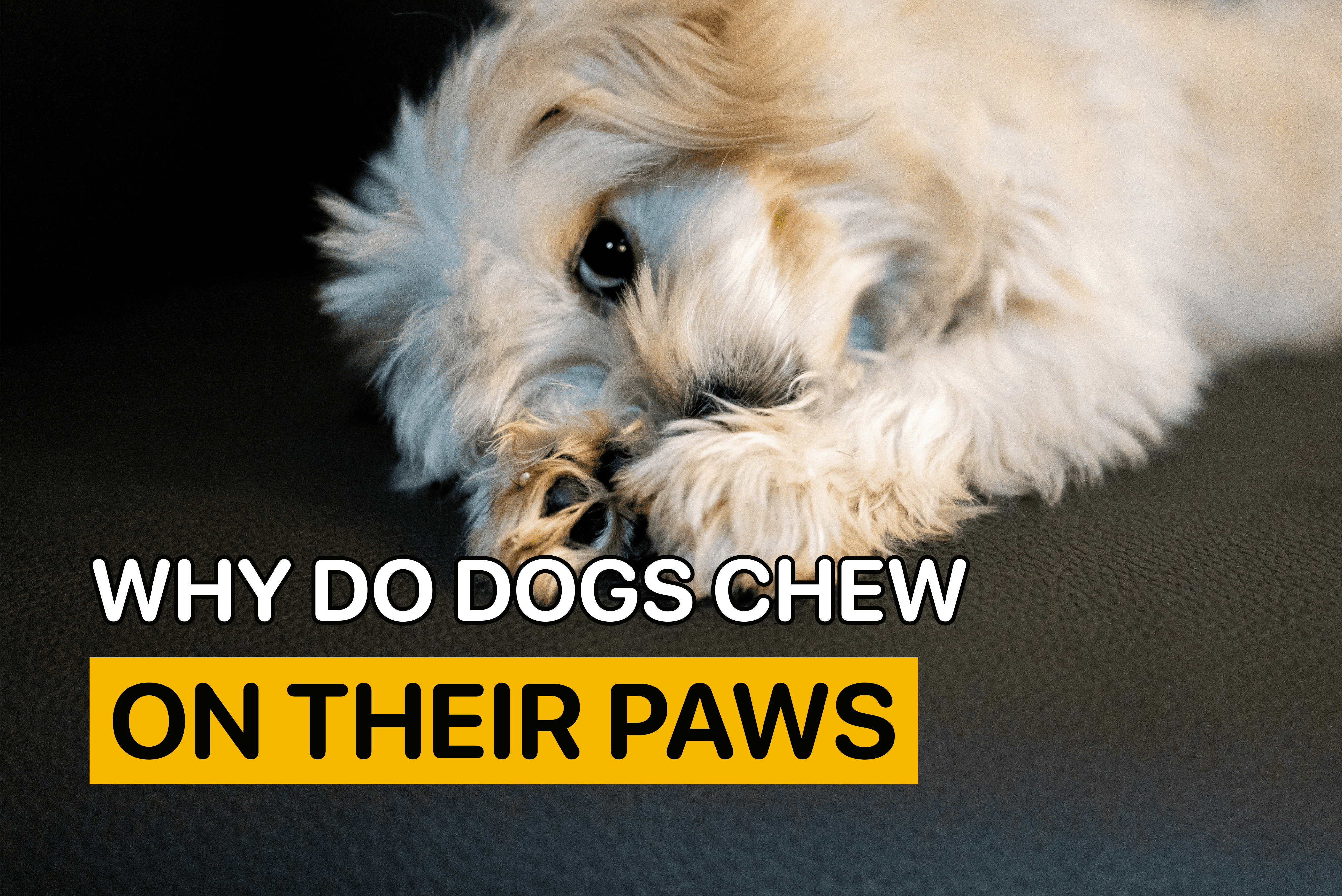 why do dogs chew on their paws