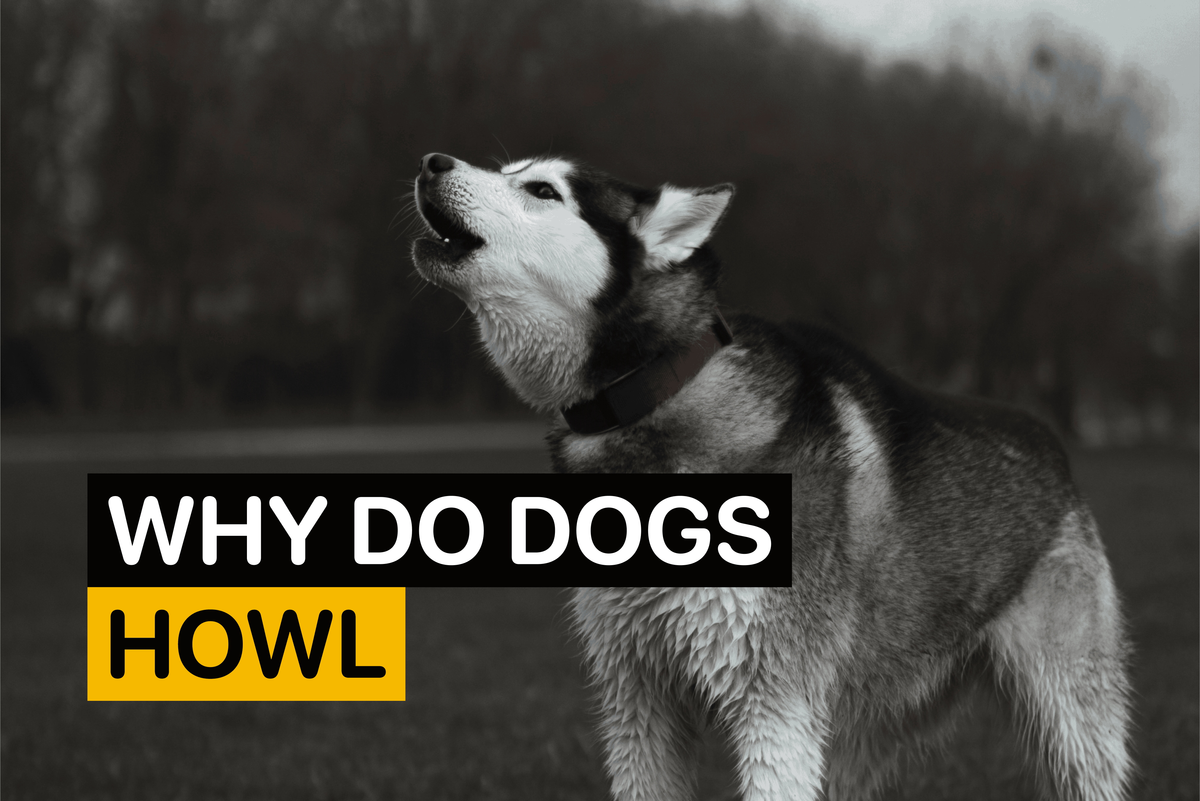 why do dogs howl