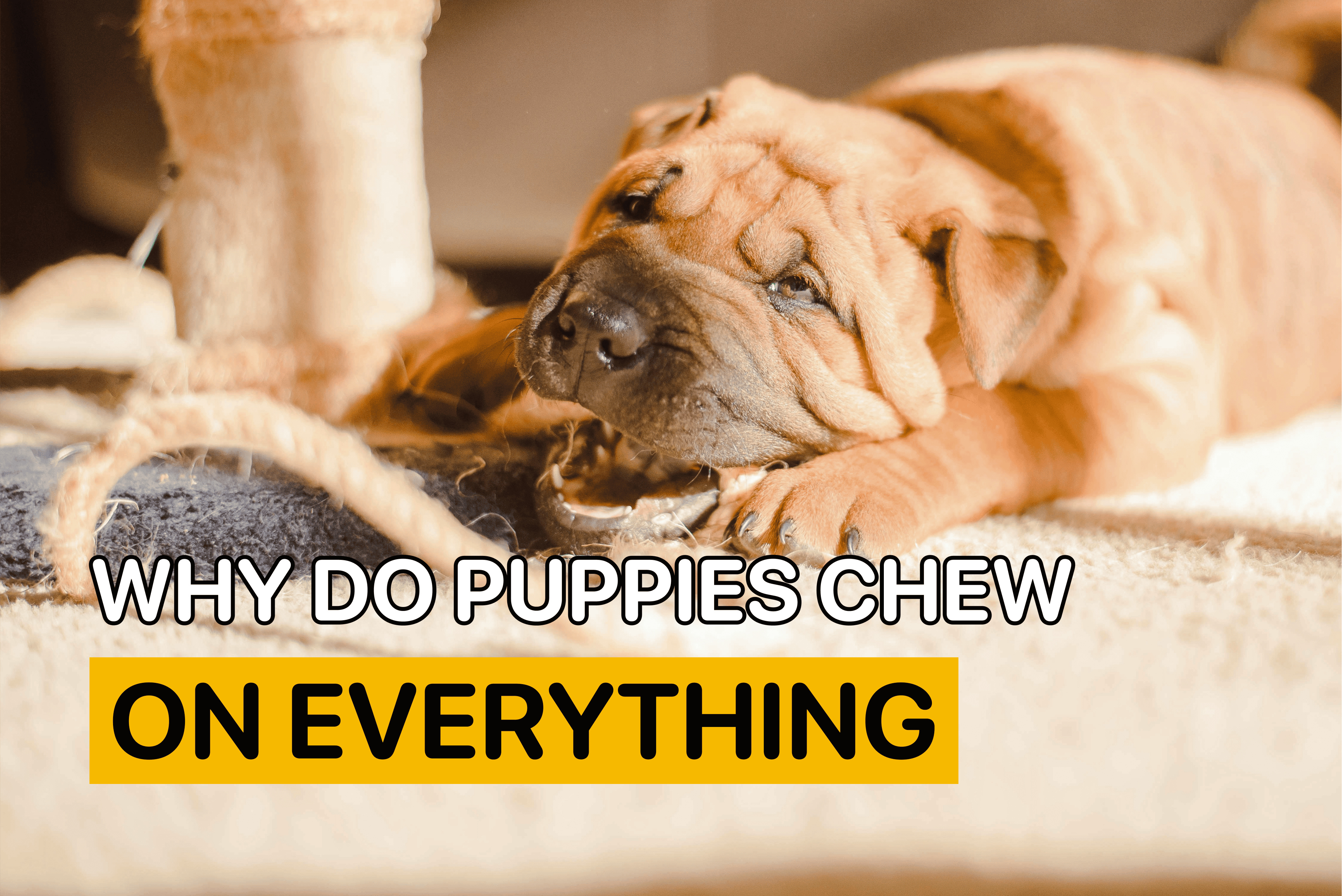 why do puppies chew on everything