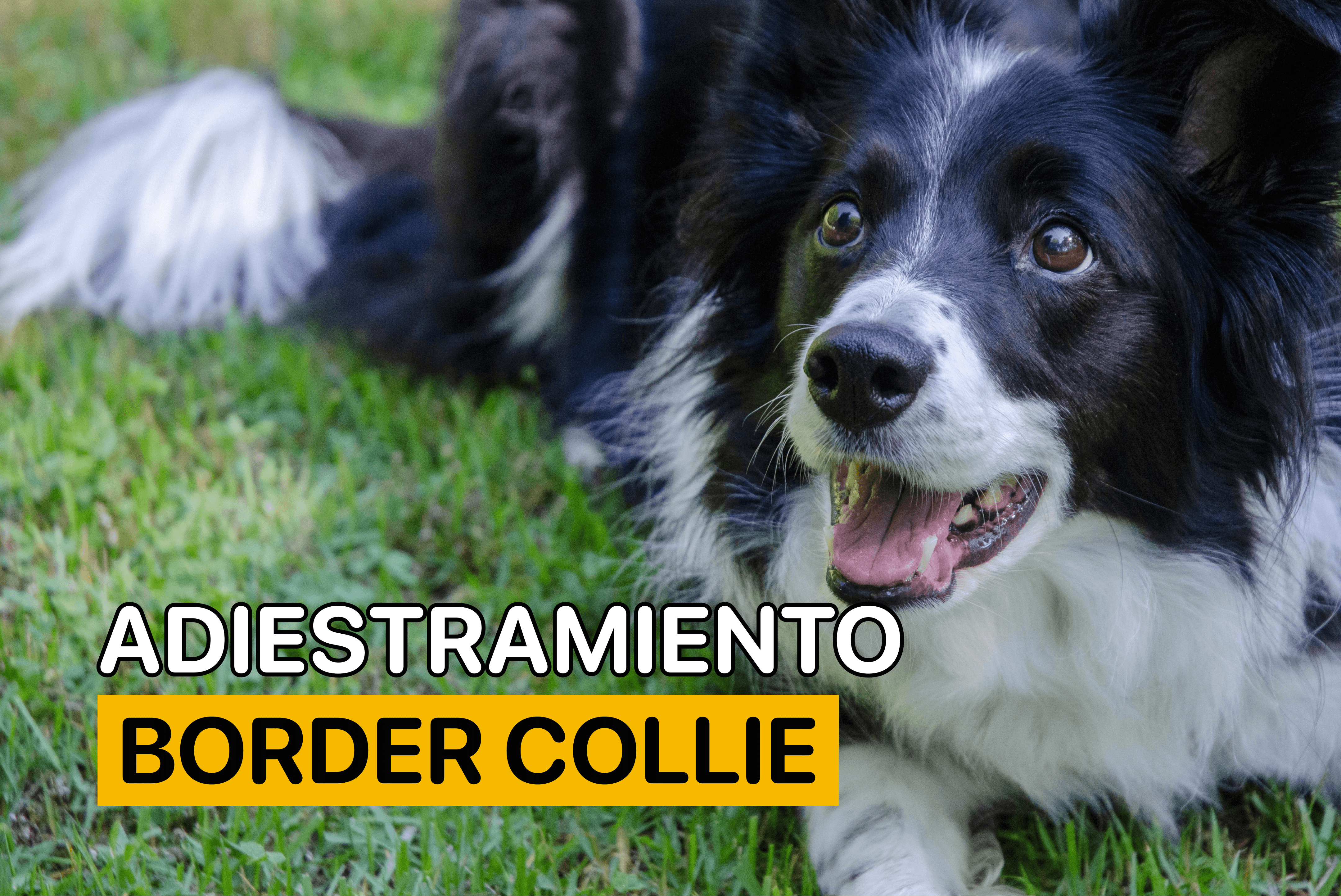 adiestramiento border collie