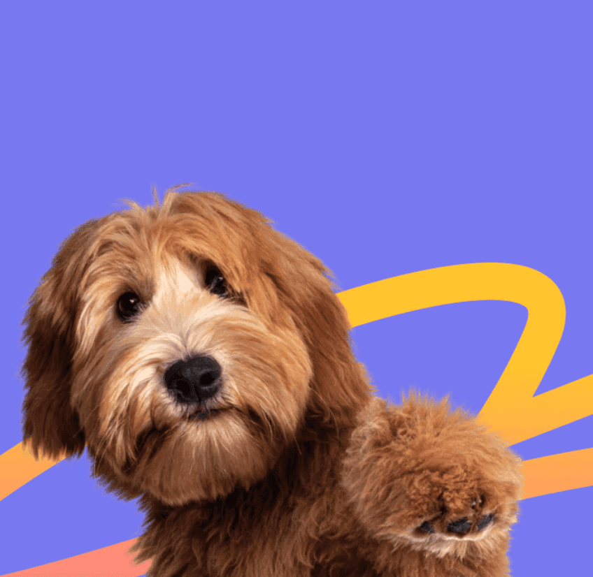 cta-dog