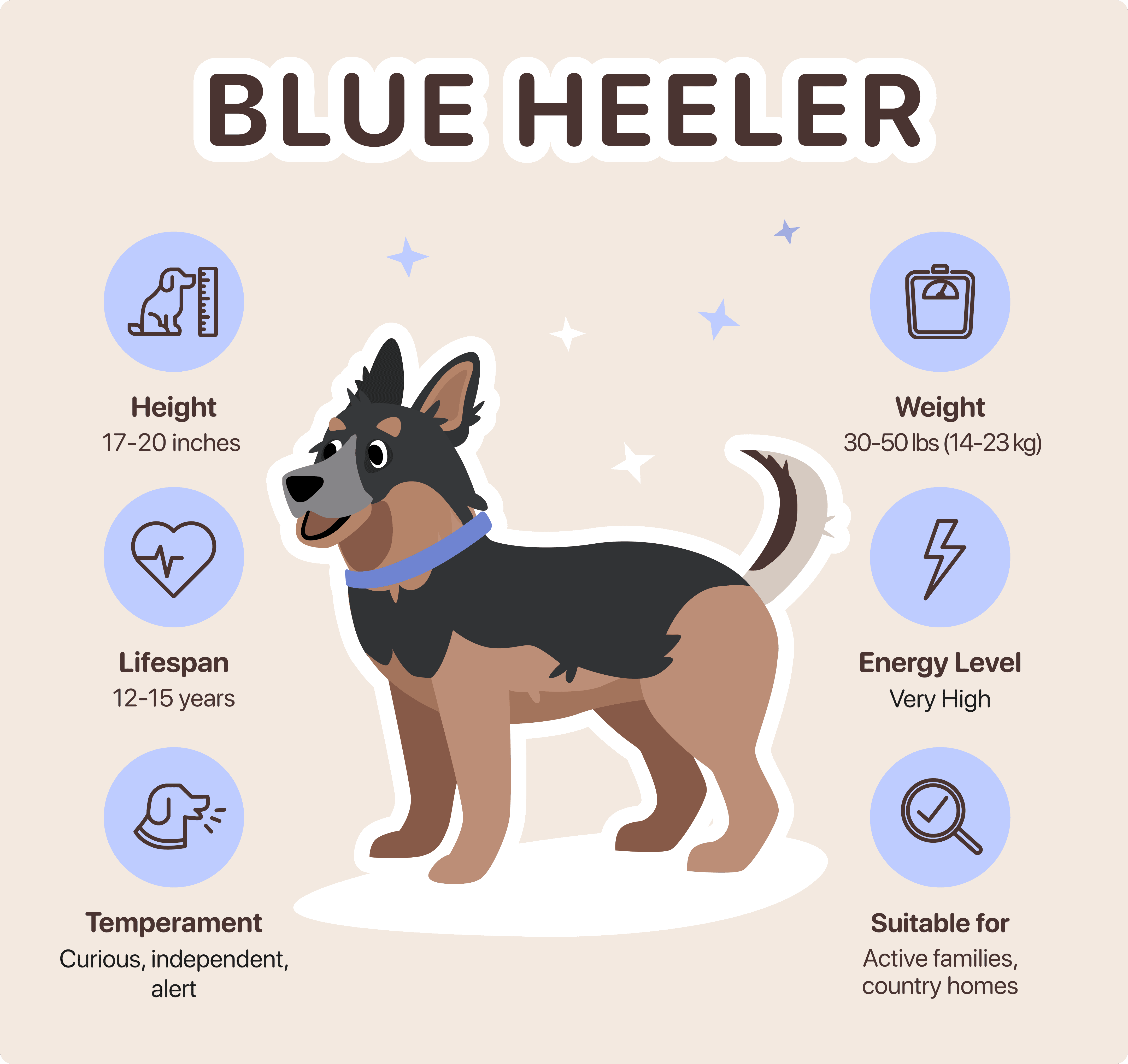 blue heeler characteristics