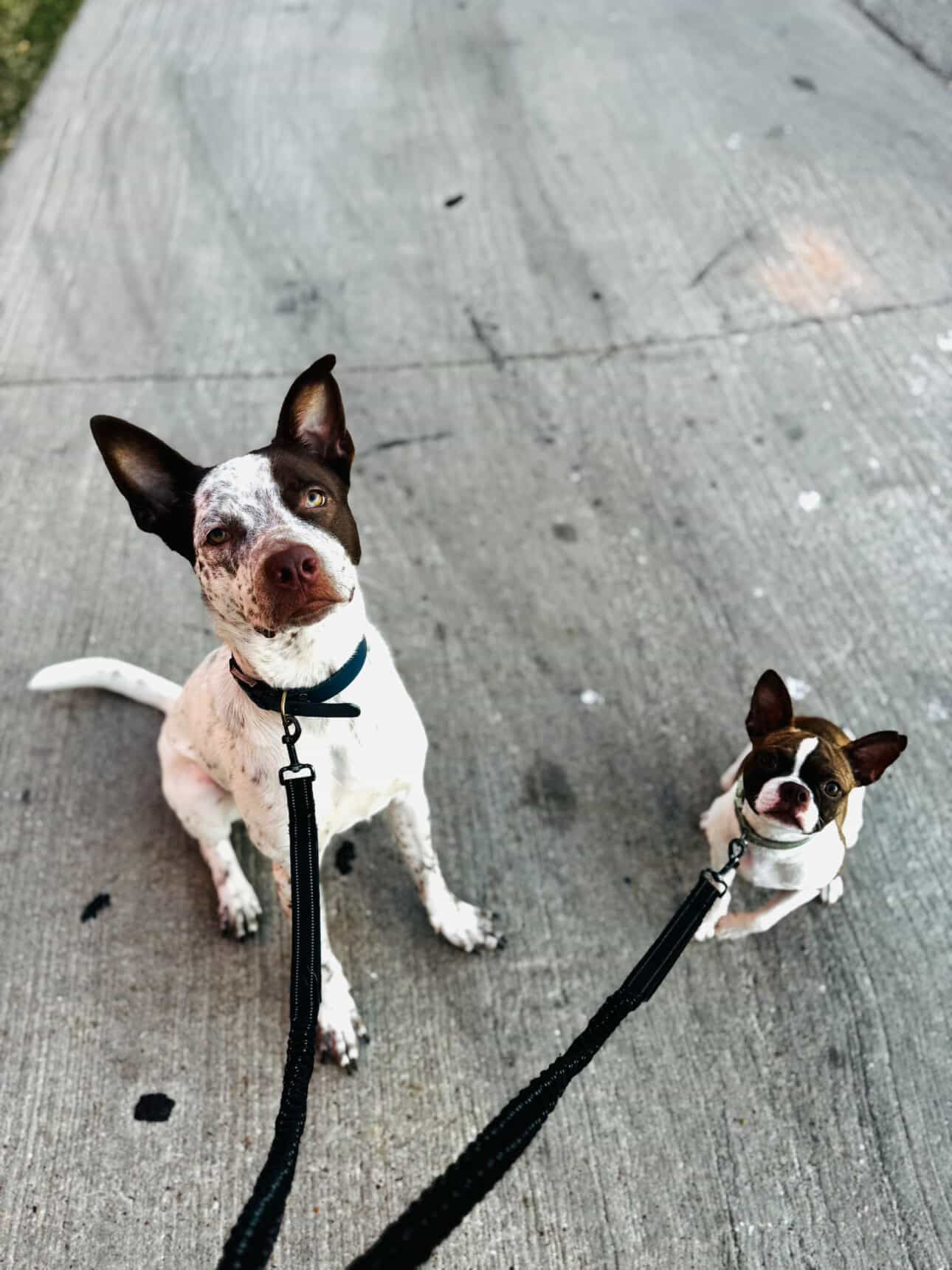 la historia real del blue heeler