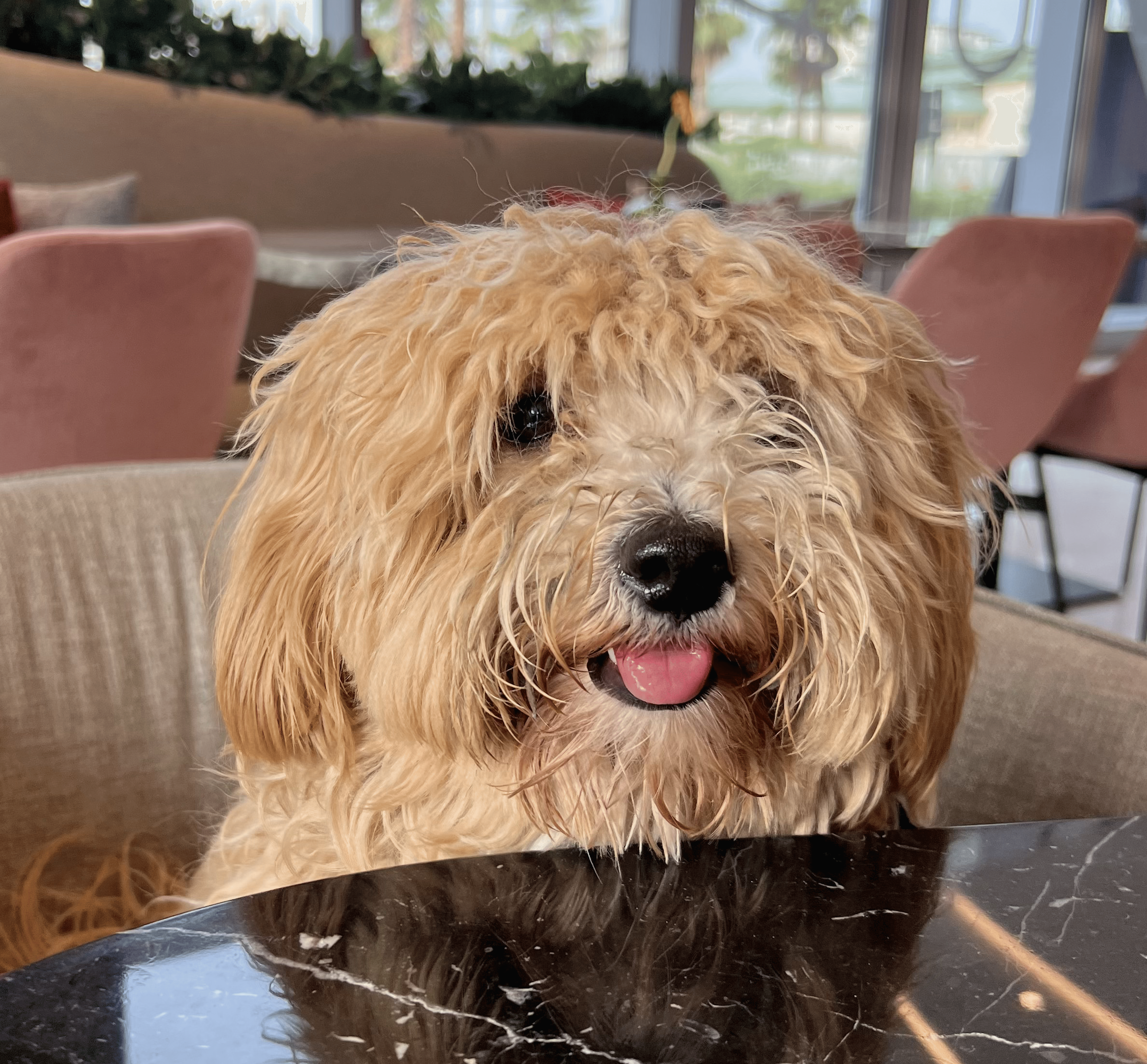 cachorro de maltipoo