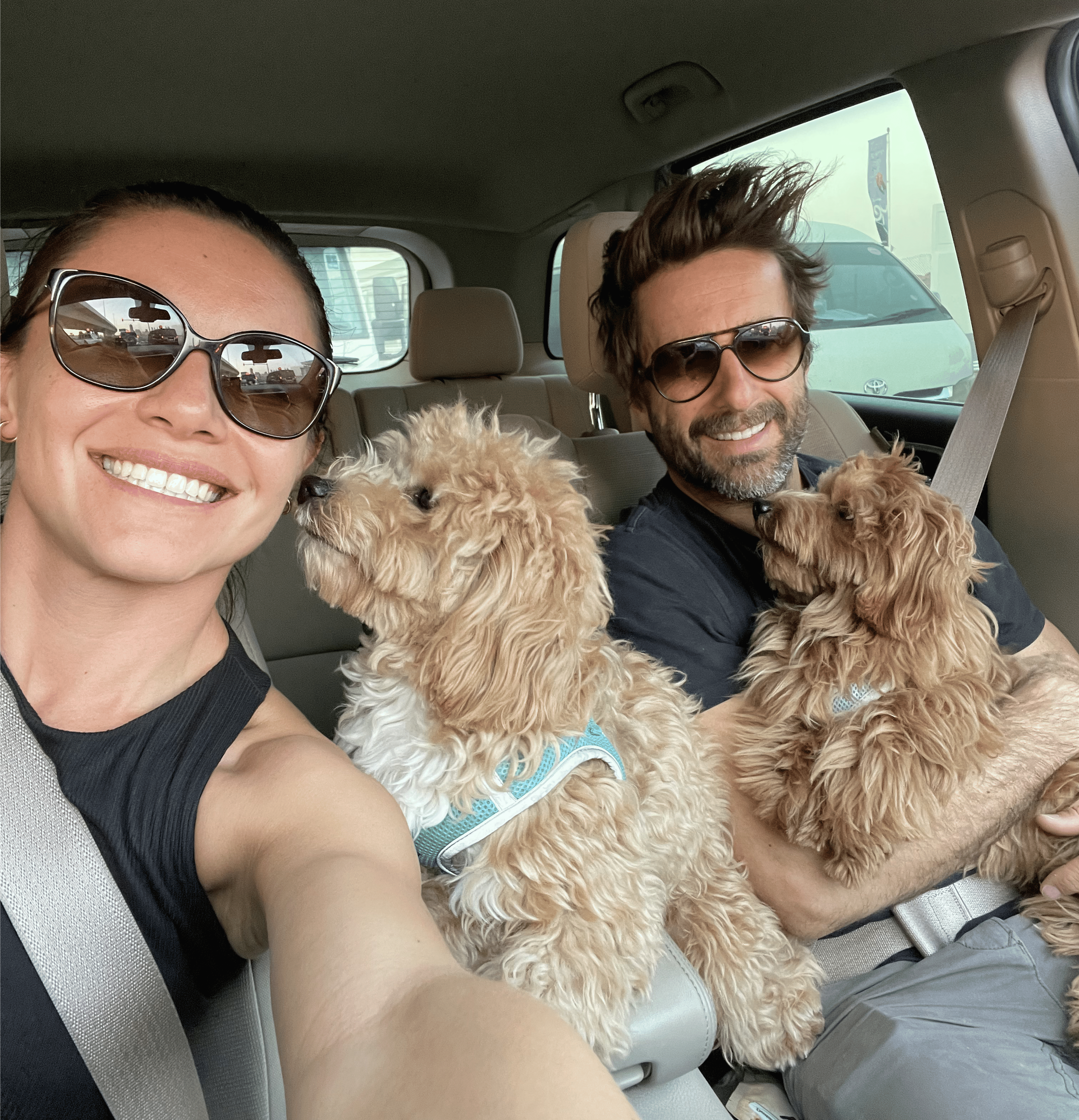 cachorros de maltipoo