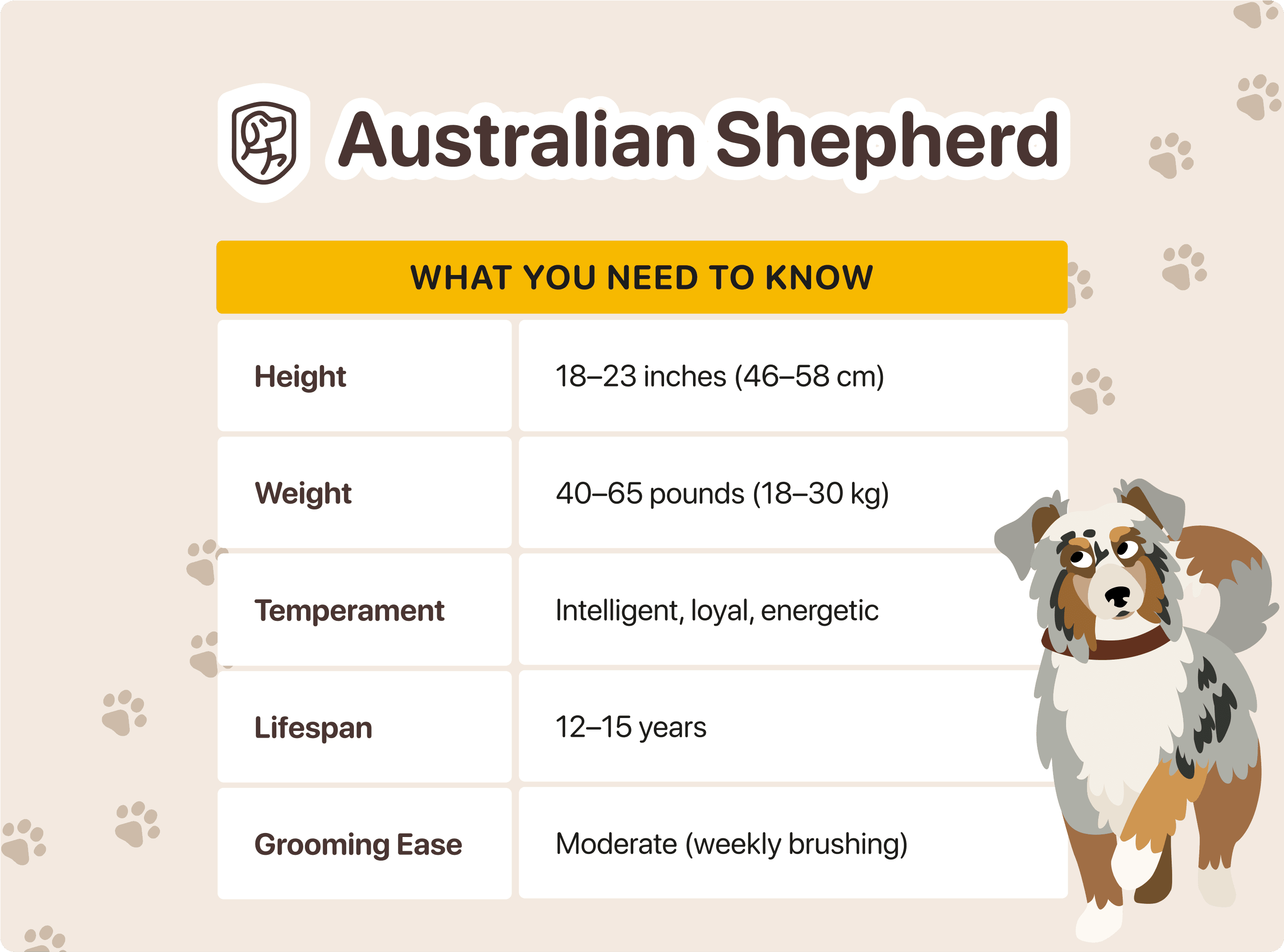 characteristics of australian shepherd
