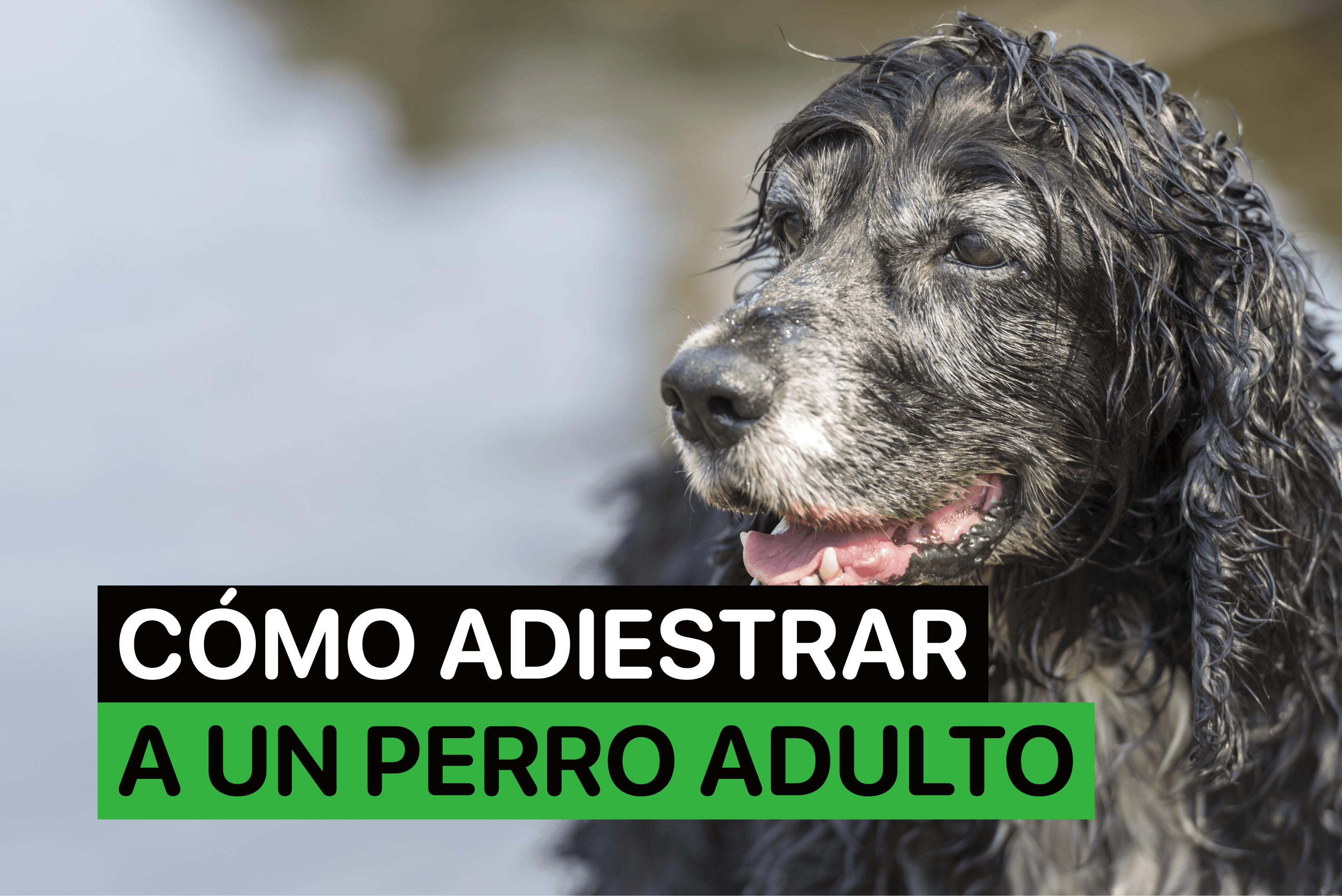 como adiestrar a un perro adulto