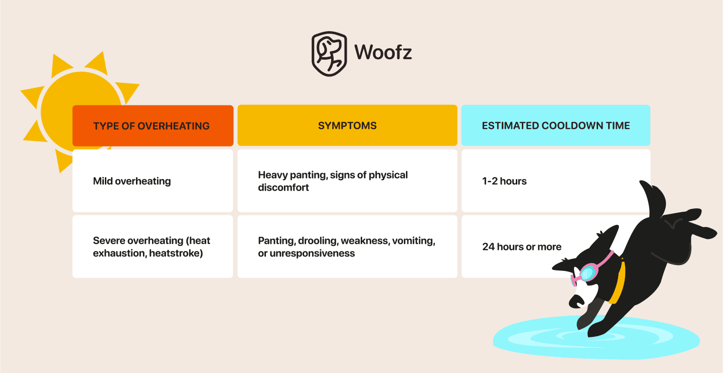 cooling for dogs in summer