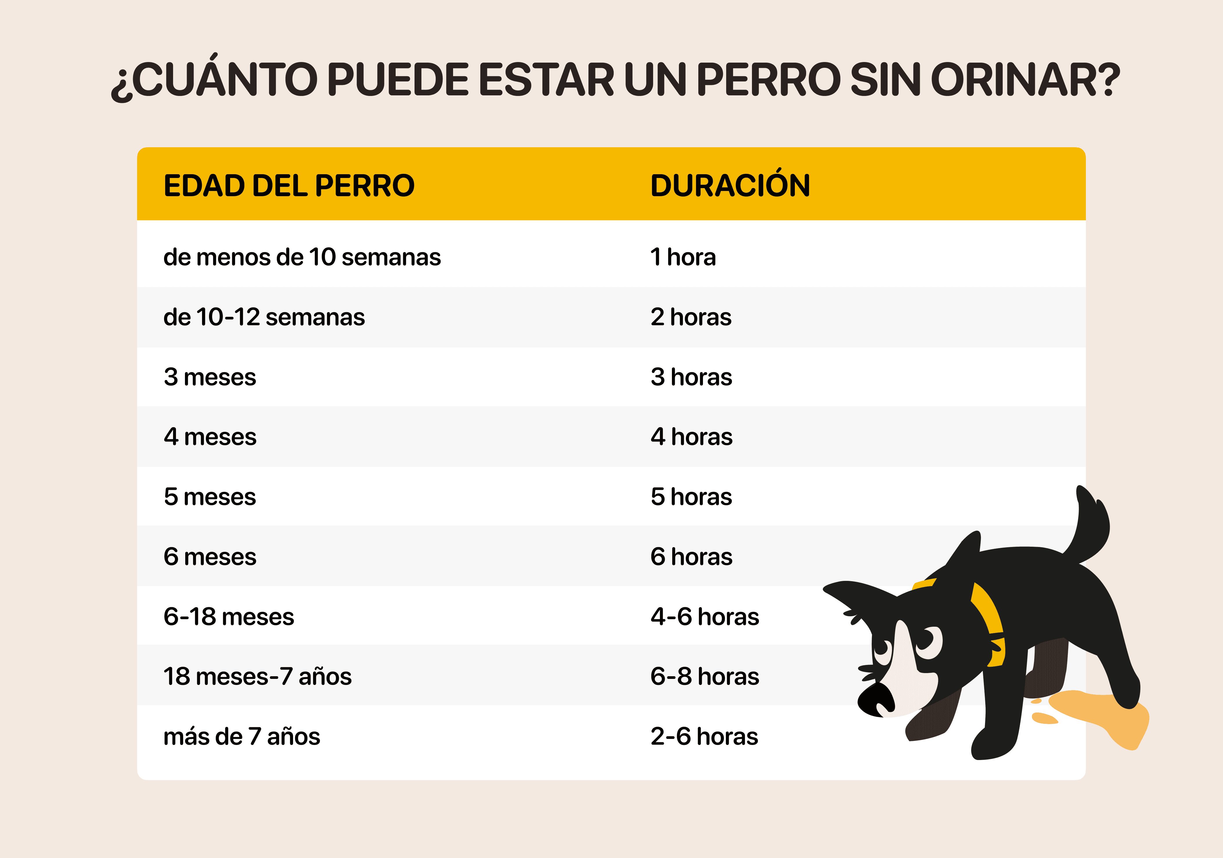 cuantas horas aguanta un perro sin mear