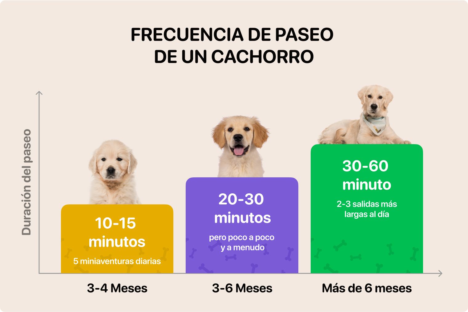 cuantas veces hay que pasear a un perro