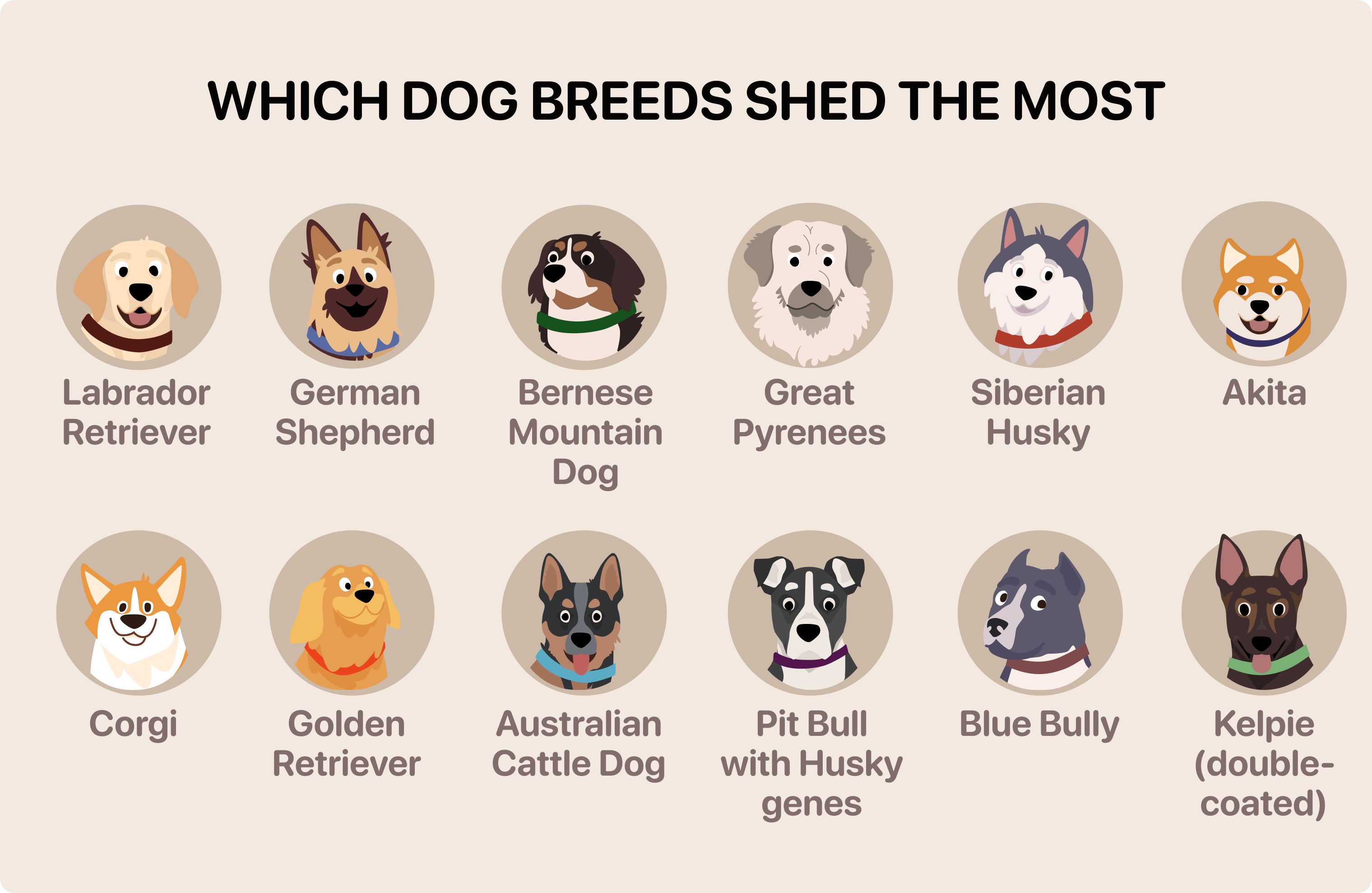 dogs that shed the most