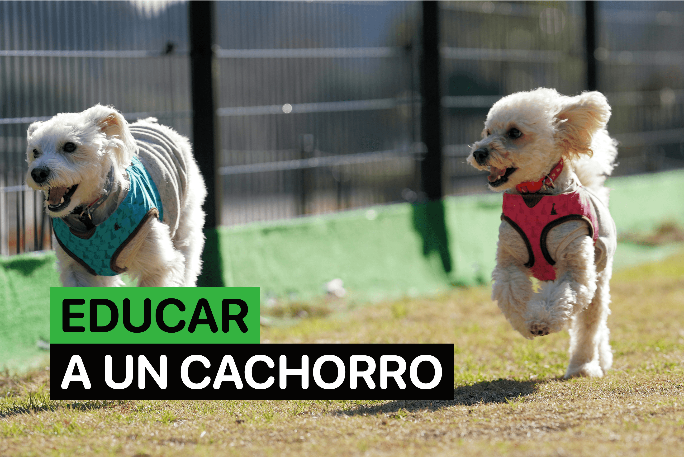 educar a un cachorro