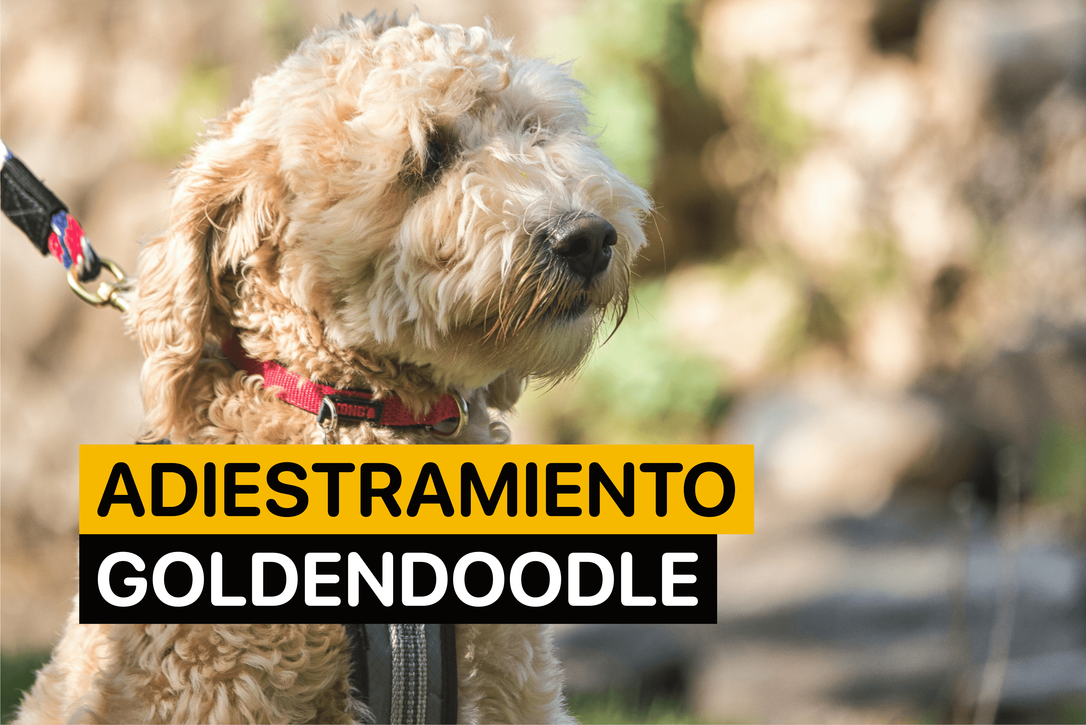 goldendoodle cachorro