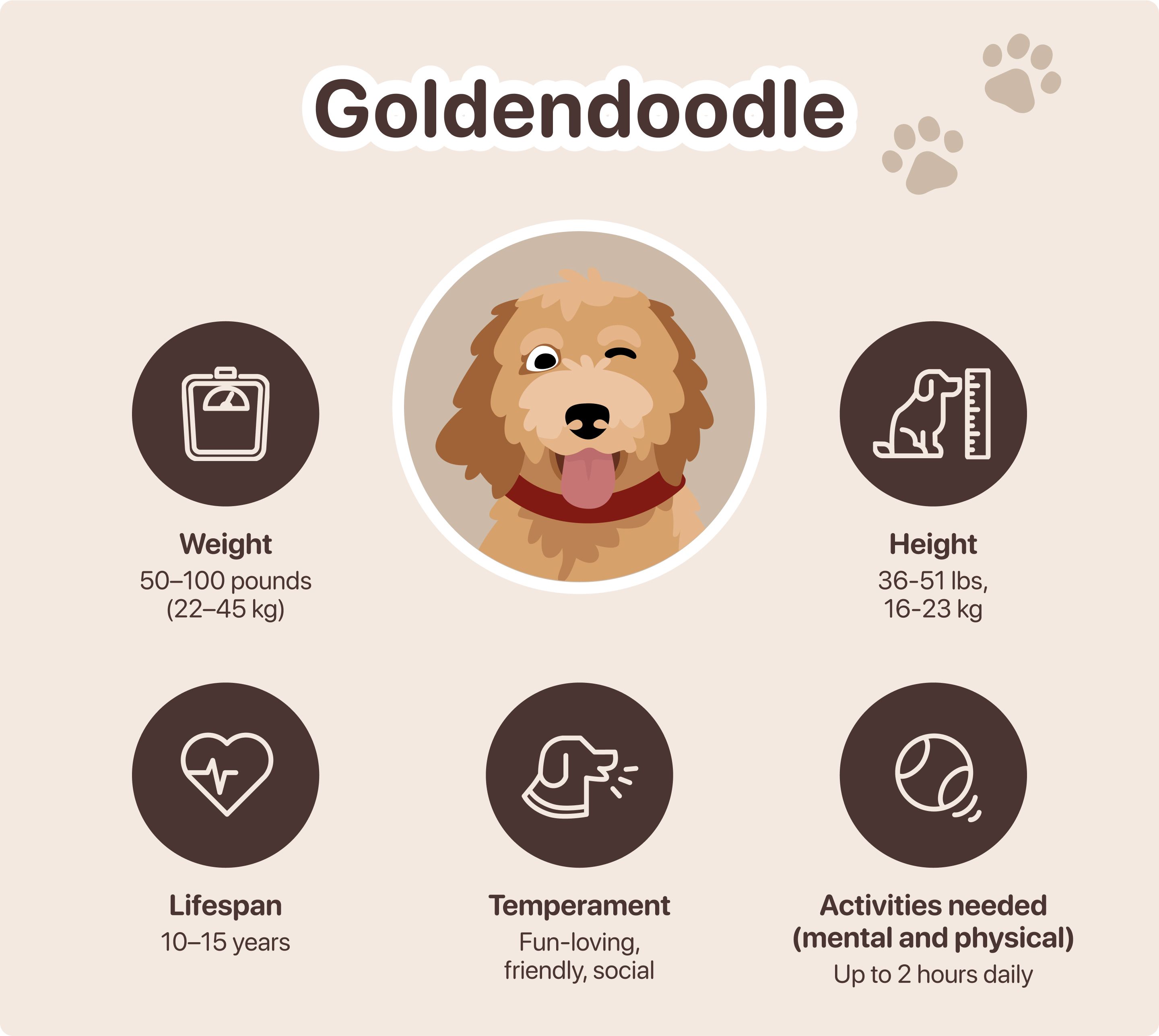 goldendoodle characteristics