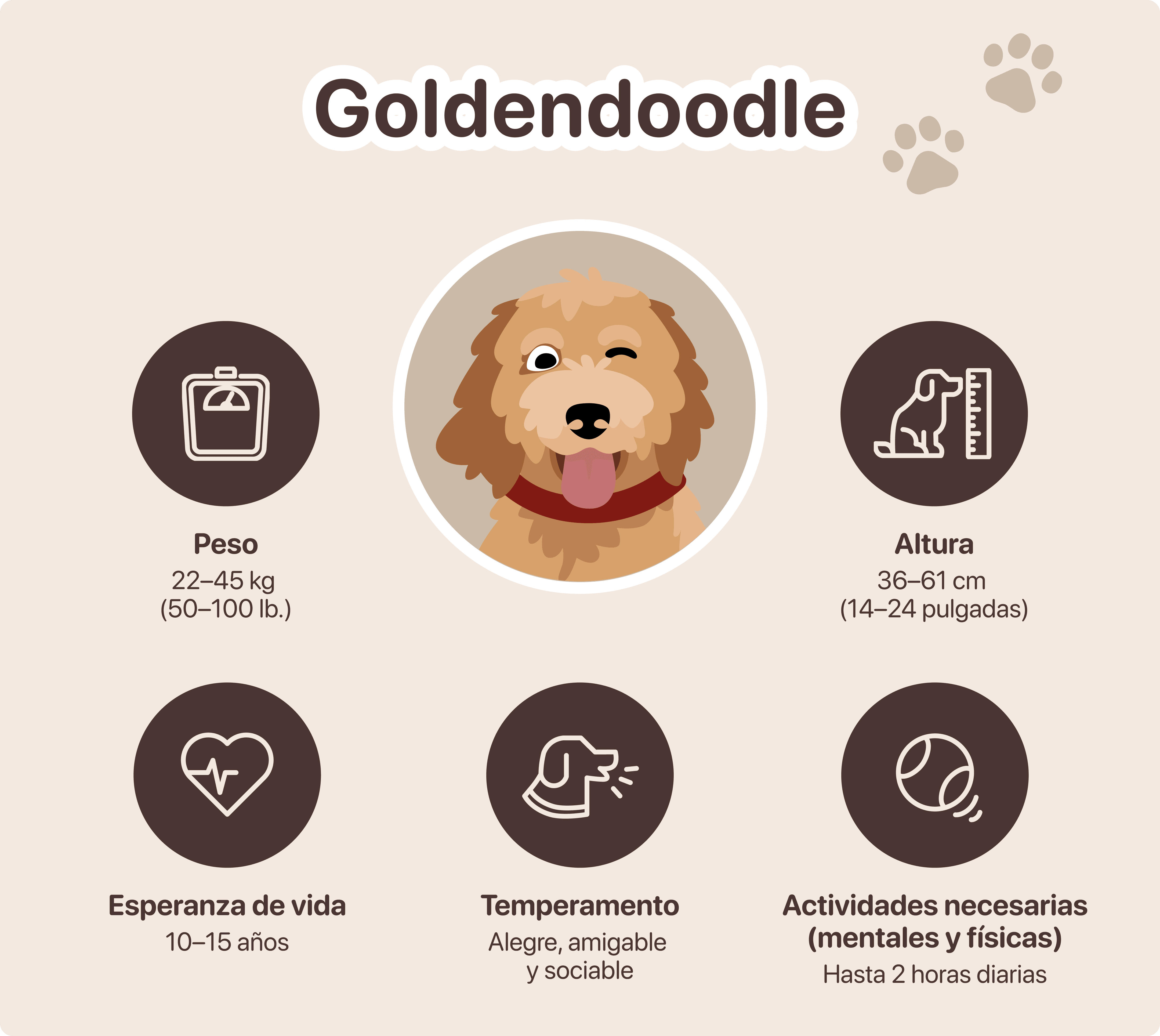 goldendoodle tamaño