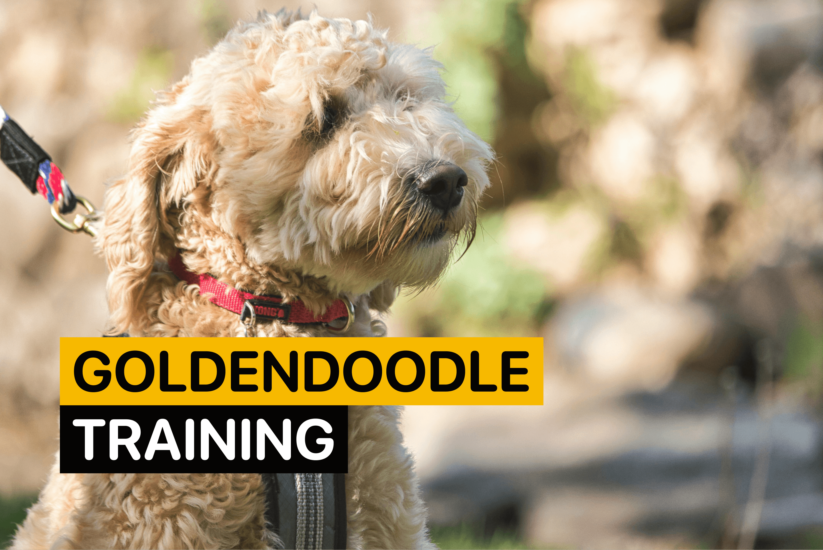 goldendoodle training