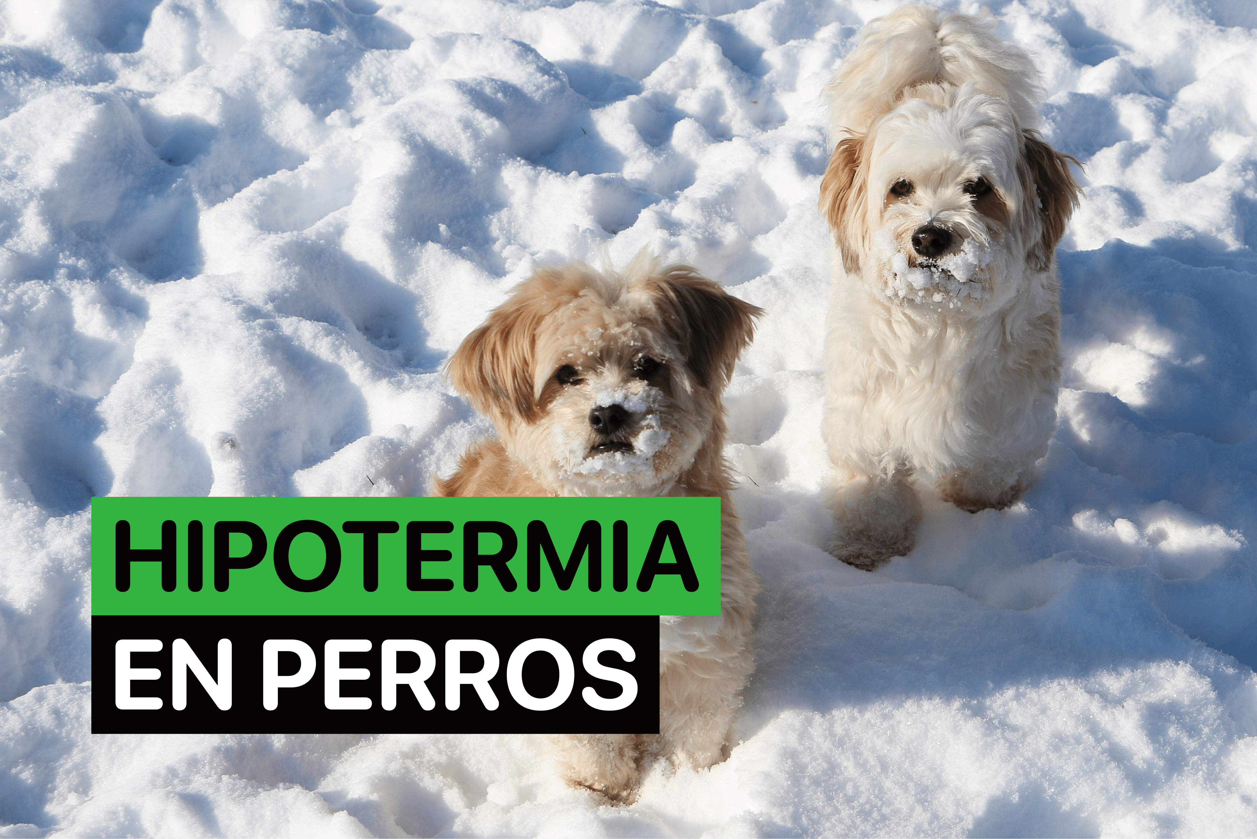 hipotermia en perros