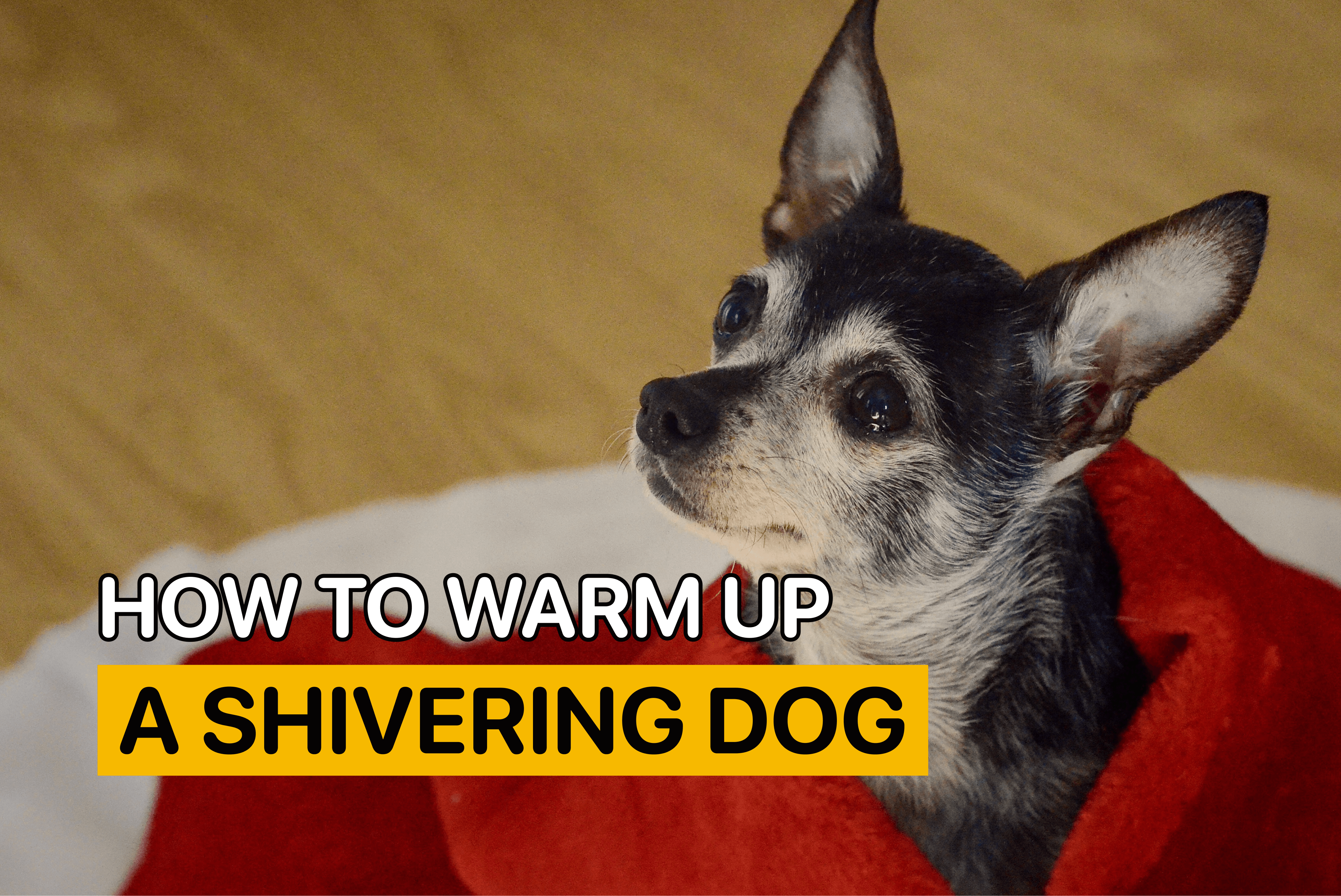 how to get my dog to stop shaking