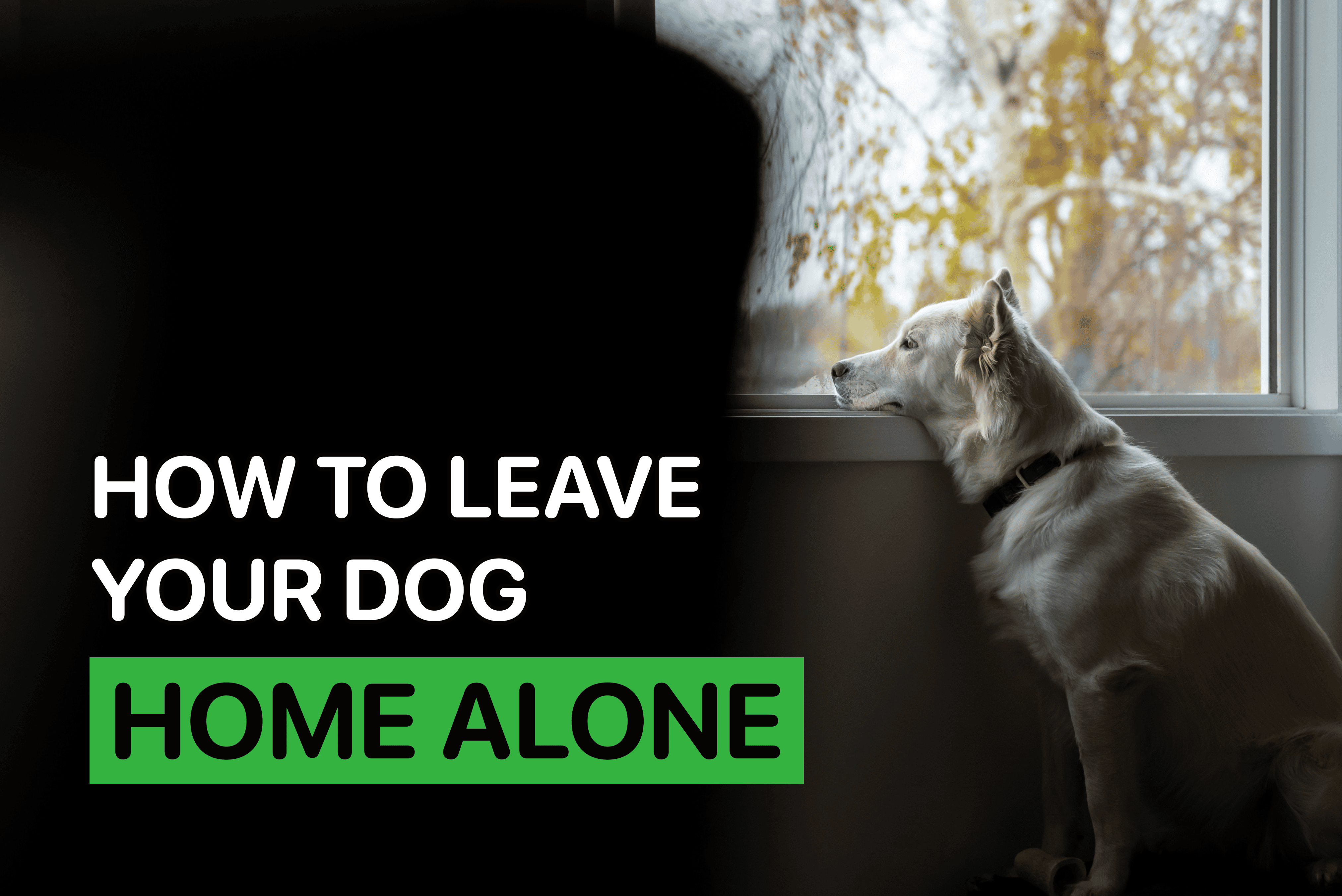 how to leave your dog home alone