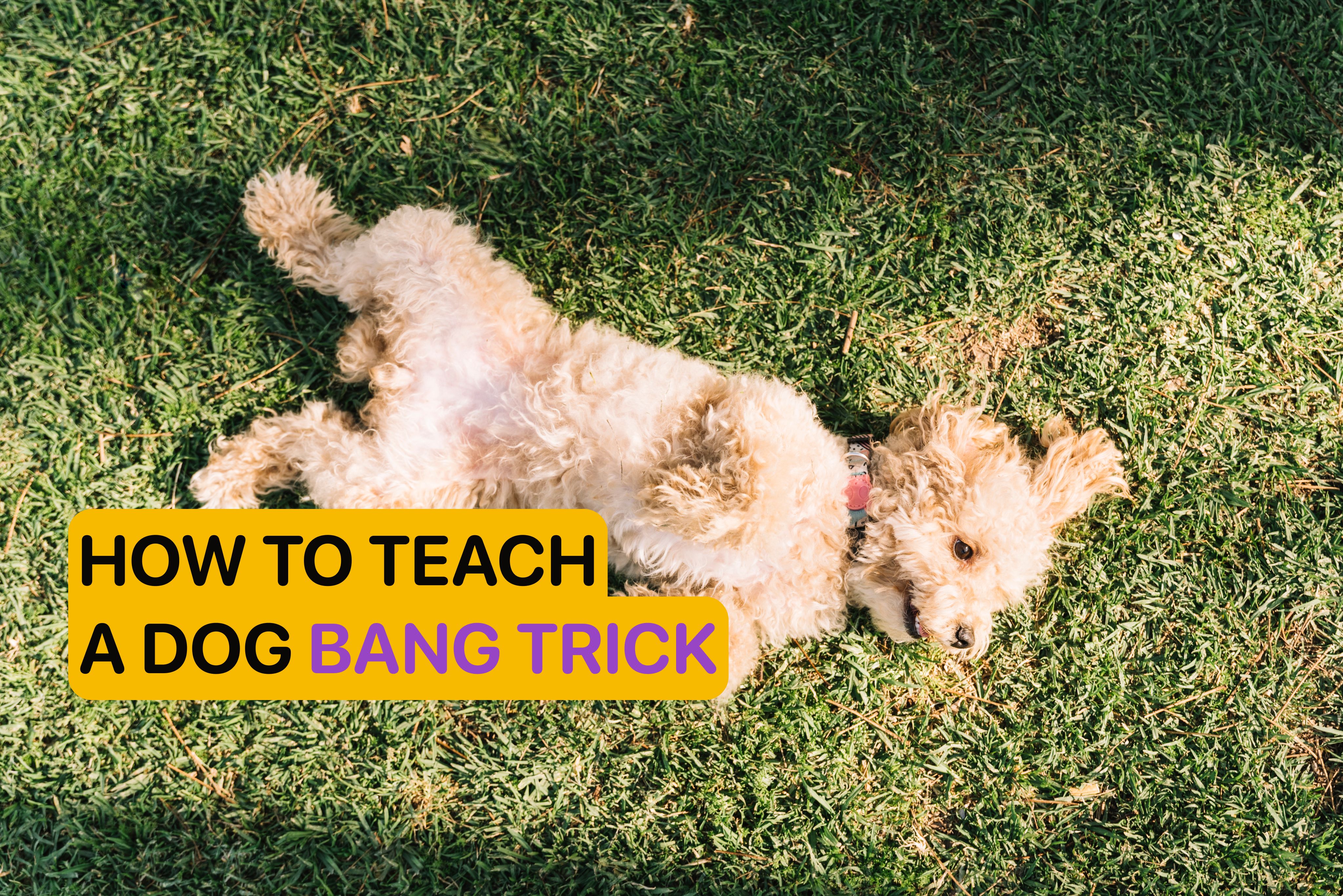 how to teach a dog bang trick