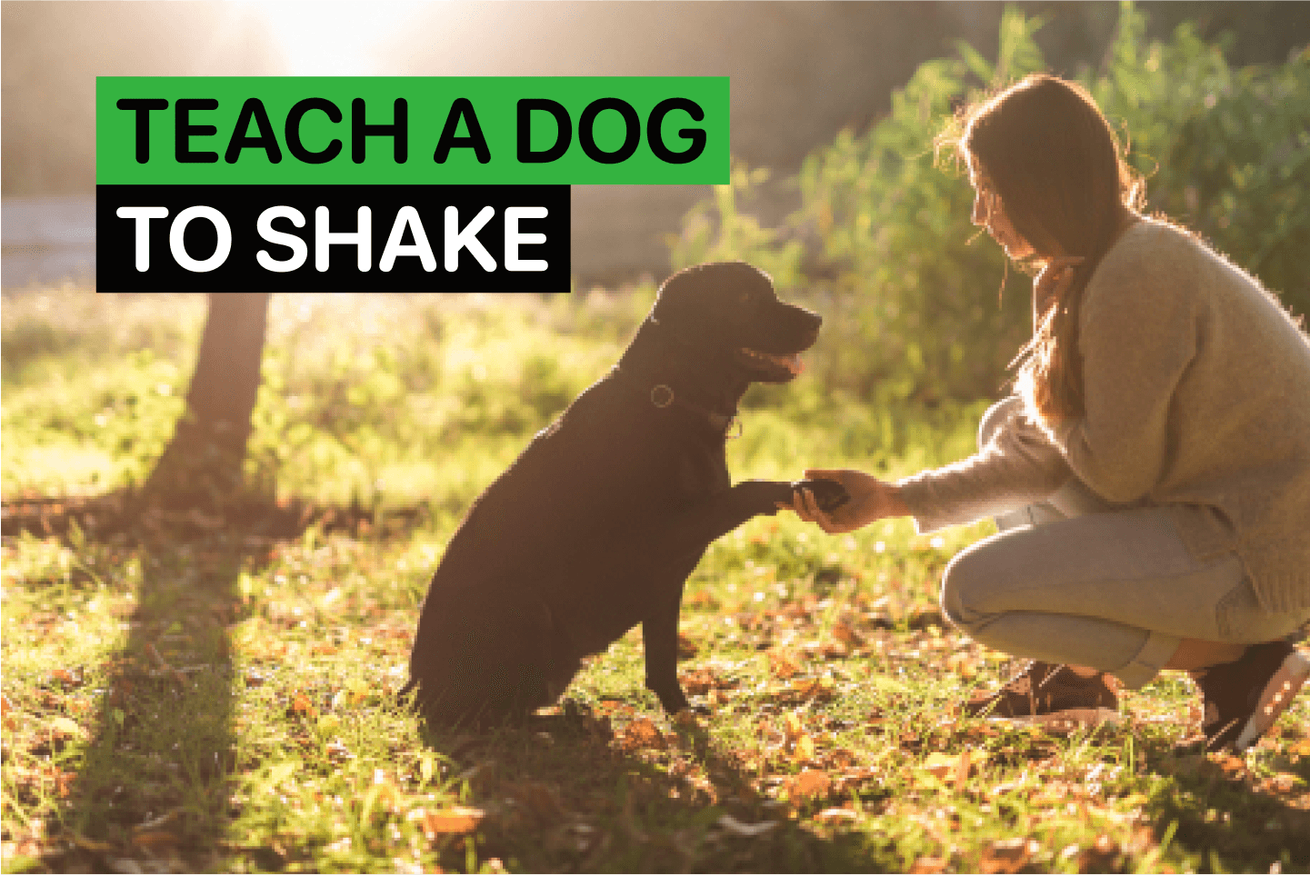 how to teach a dog to shake