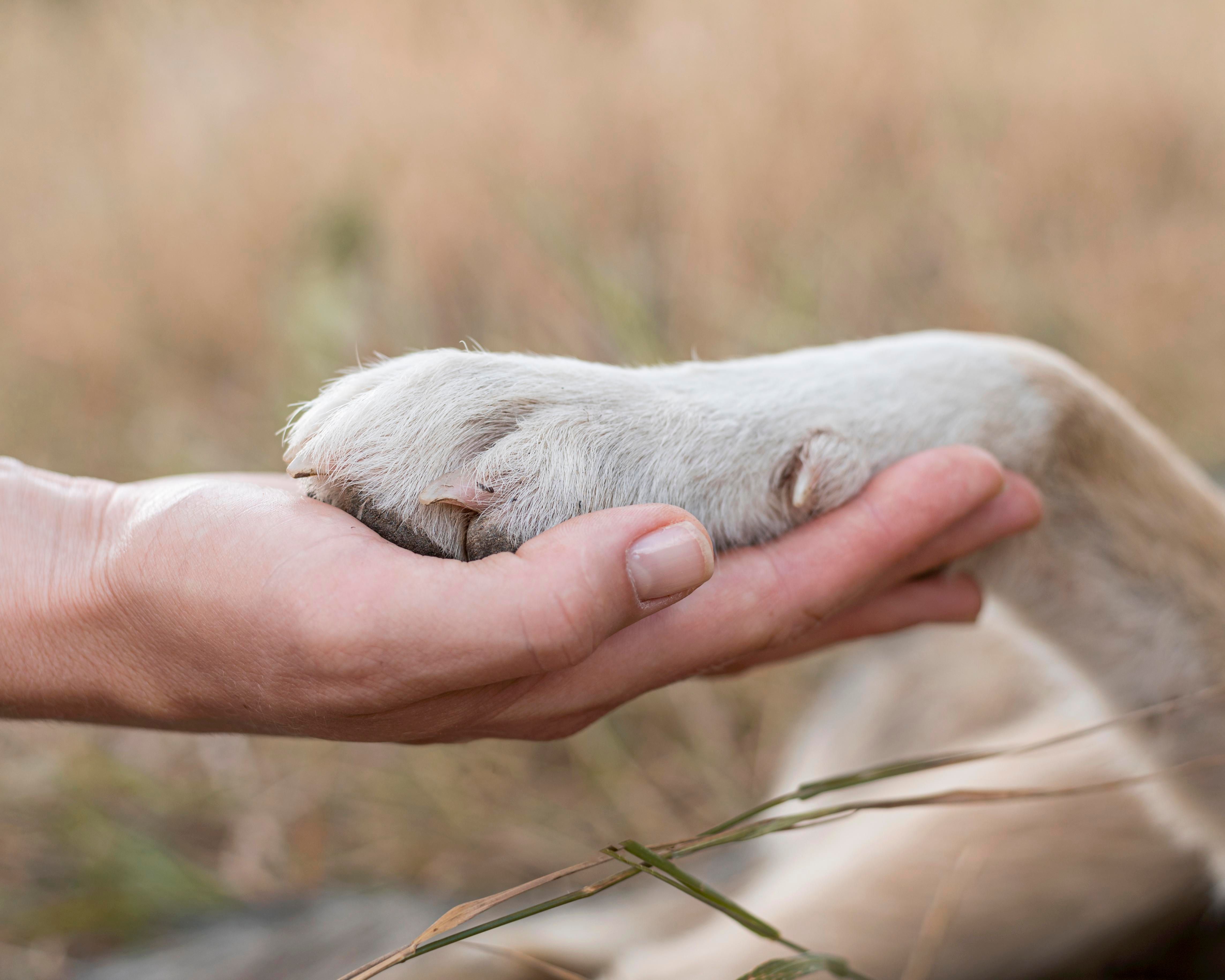 how to teach paw command