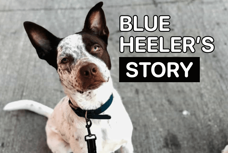 how to train a blue heeler not to bite