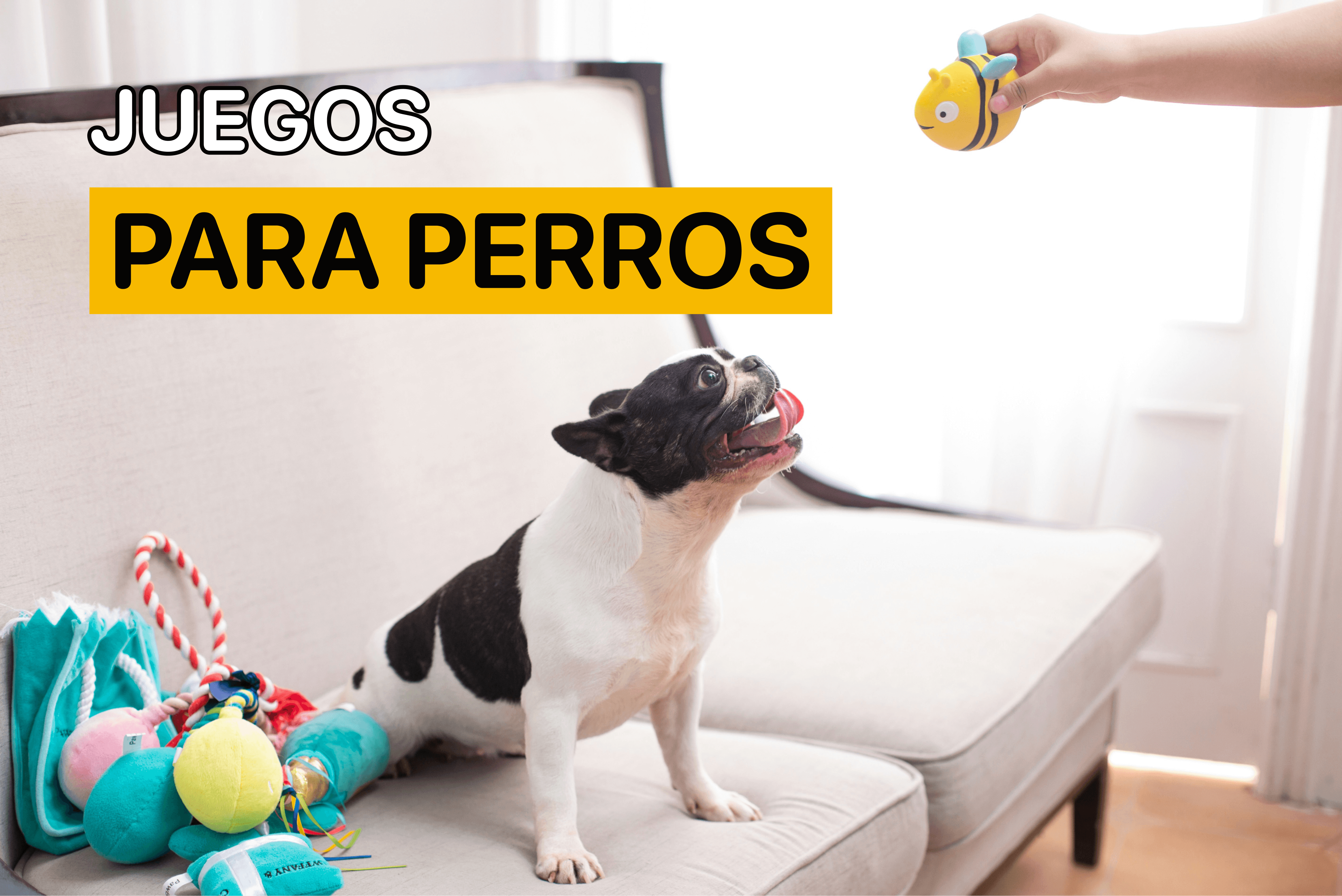 juego para perros