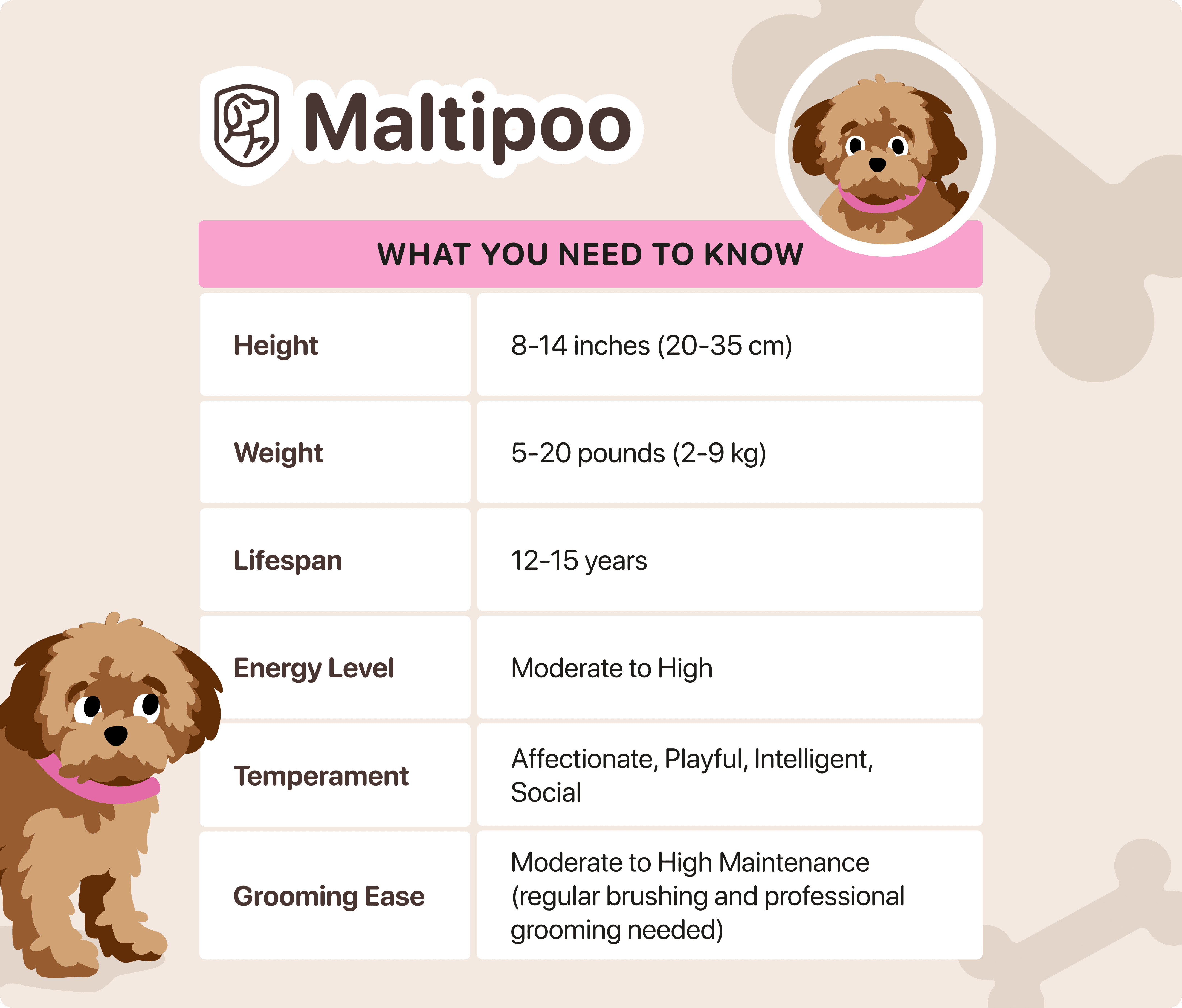 maltipoo characteristics