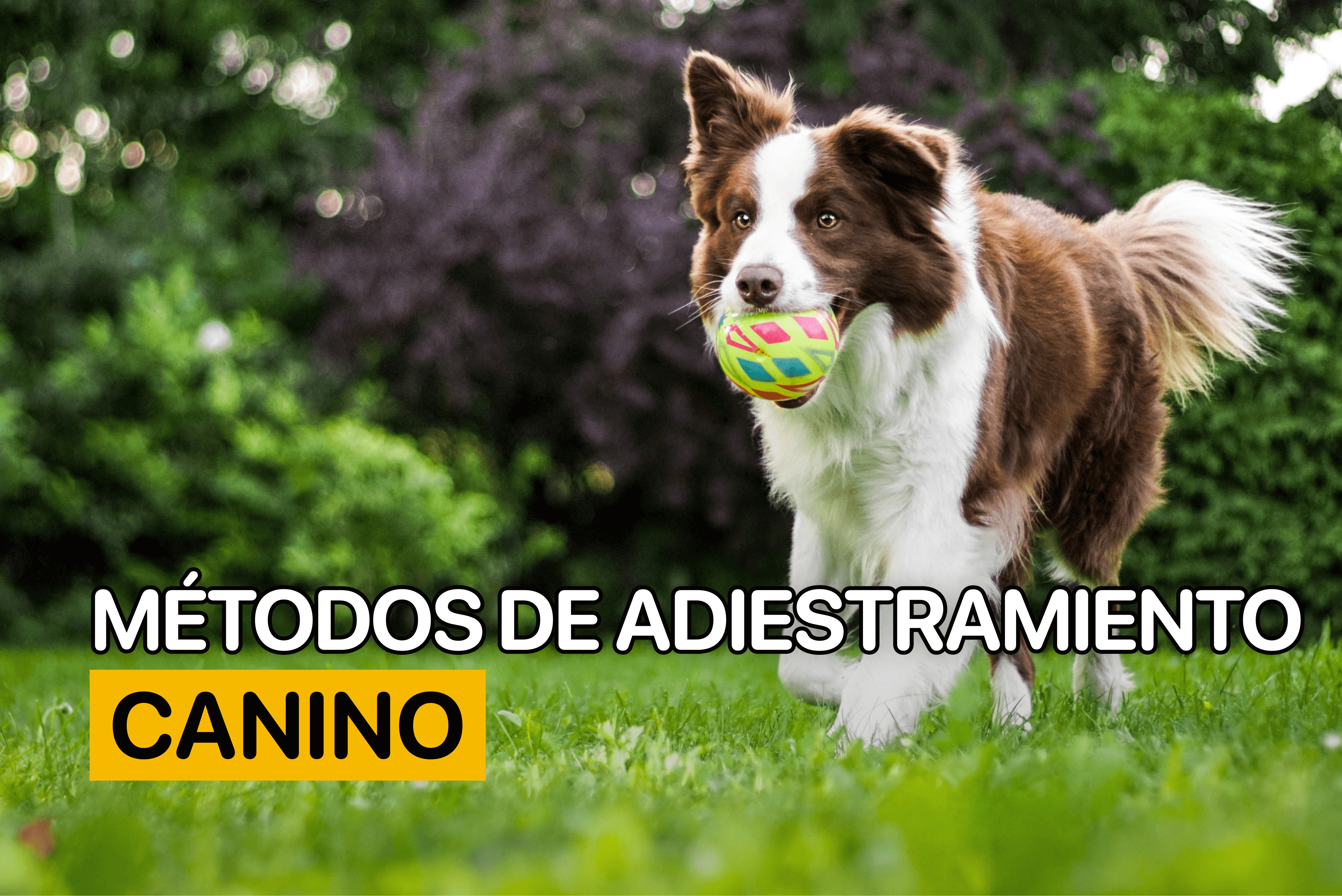 metodos de adiestramiento canino