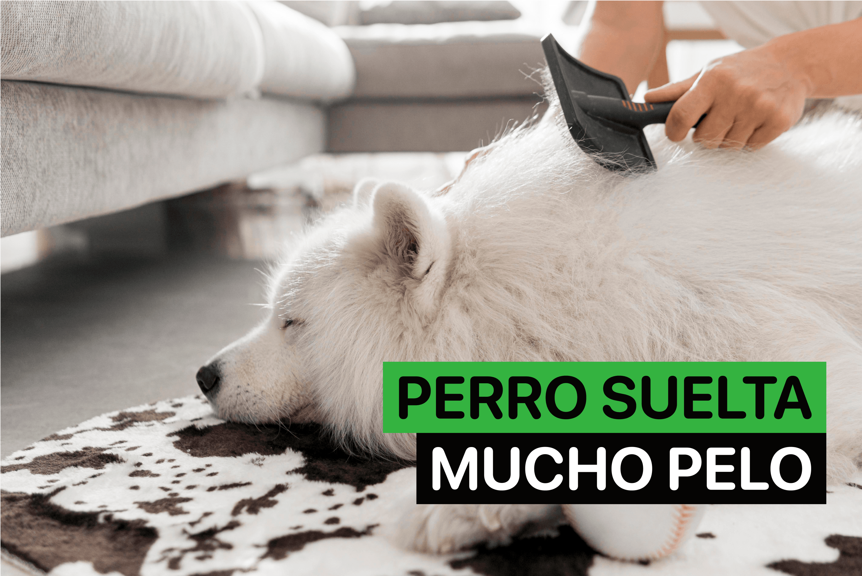 muda de pelo perros