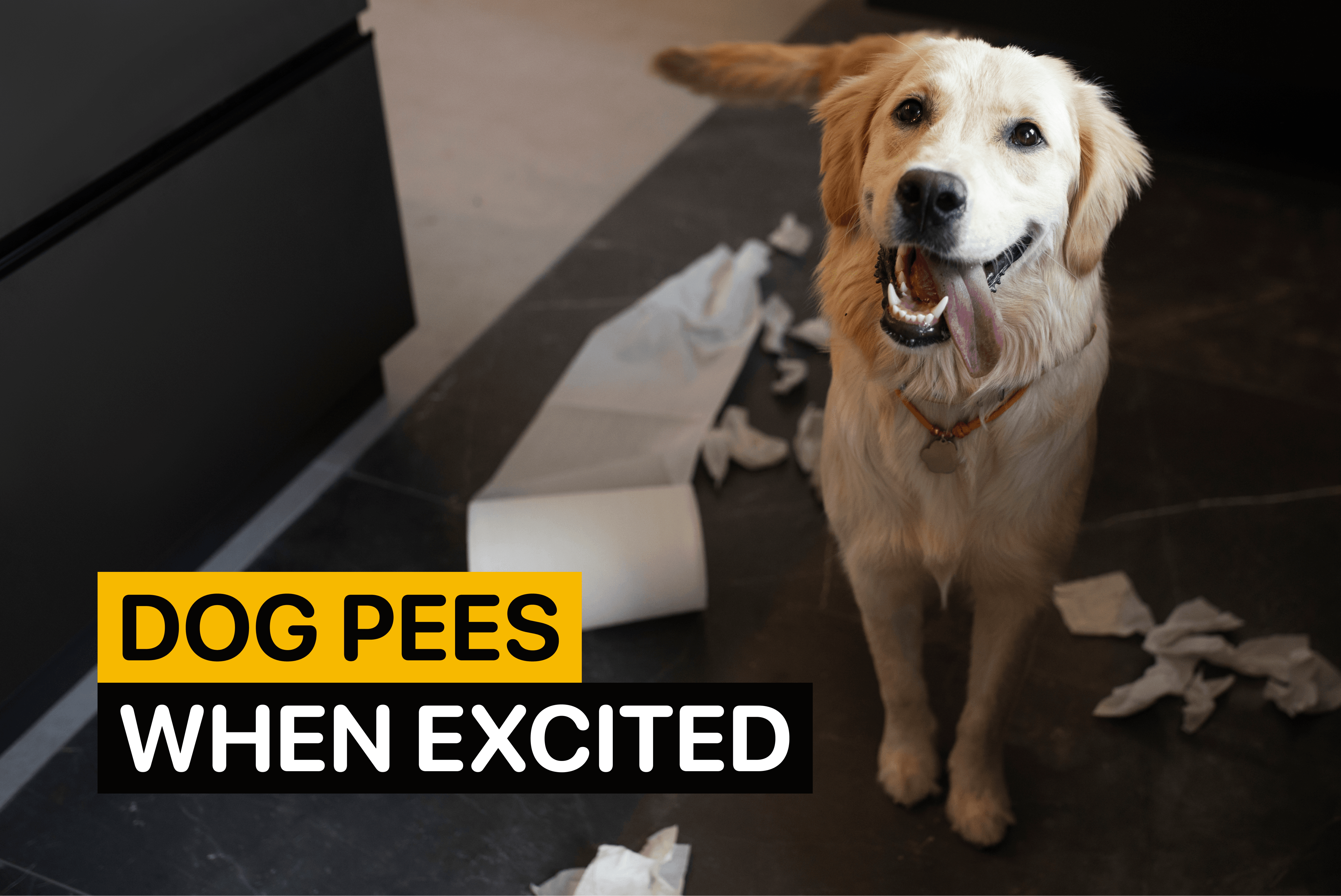 my dog pees when excited