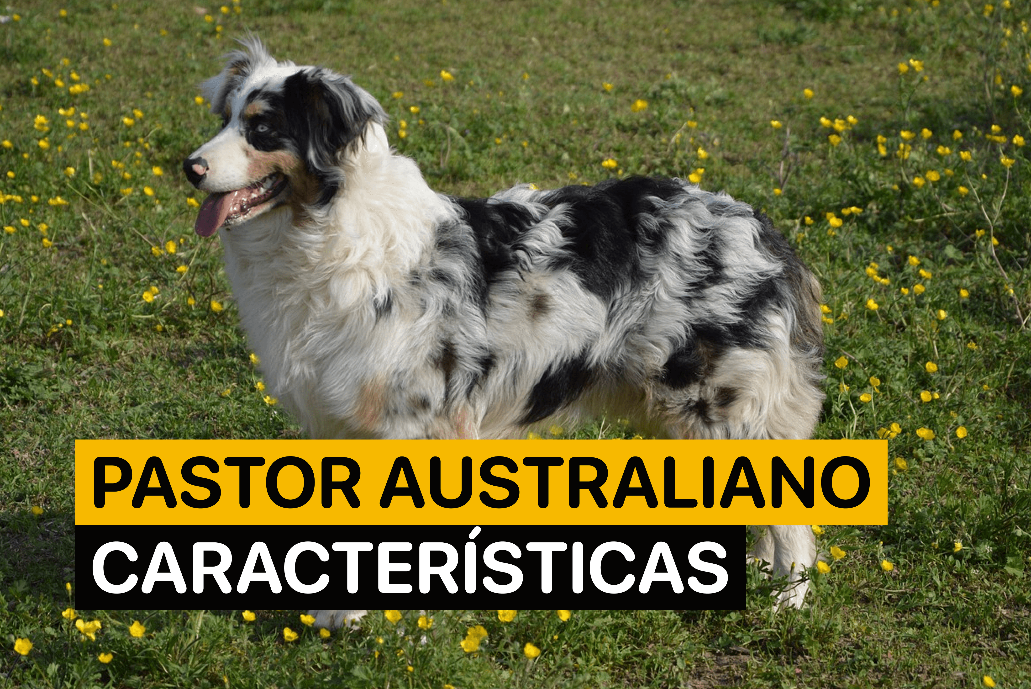 Mejores Consejos Y Técnicas Para Adiestrar Pastores Australianos, image size:4320x2886