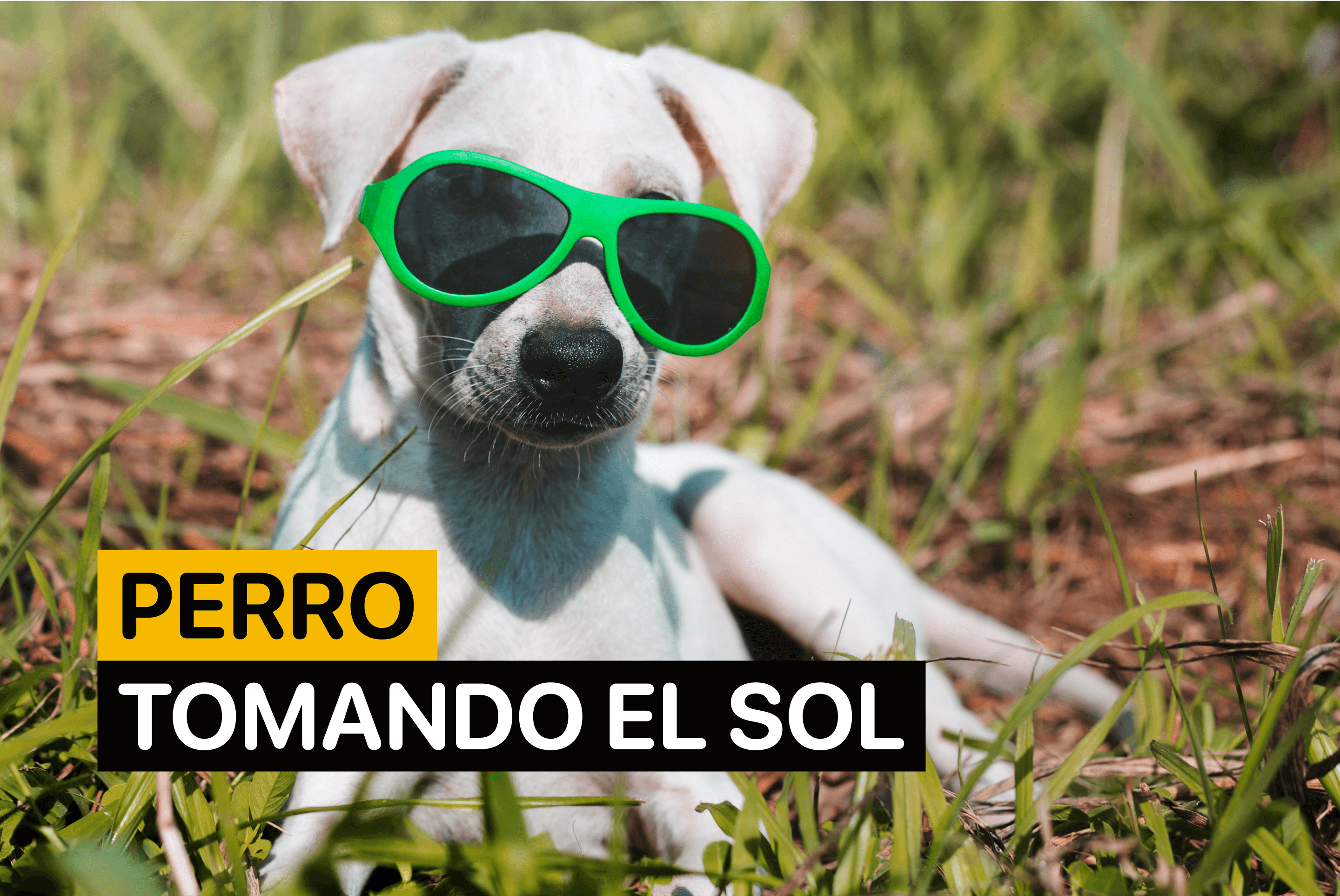 perro tomando el sol