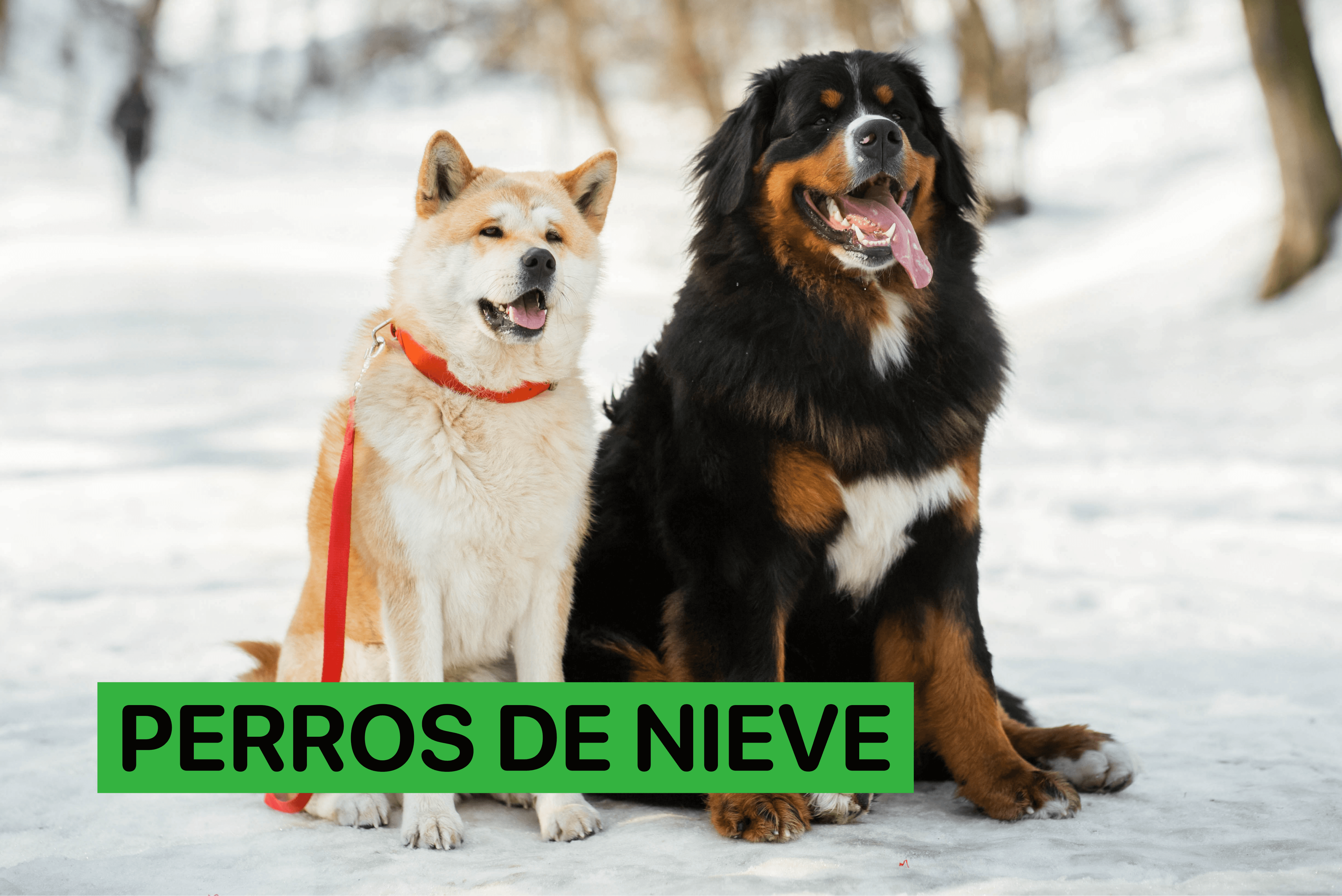 perros de nieve