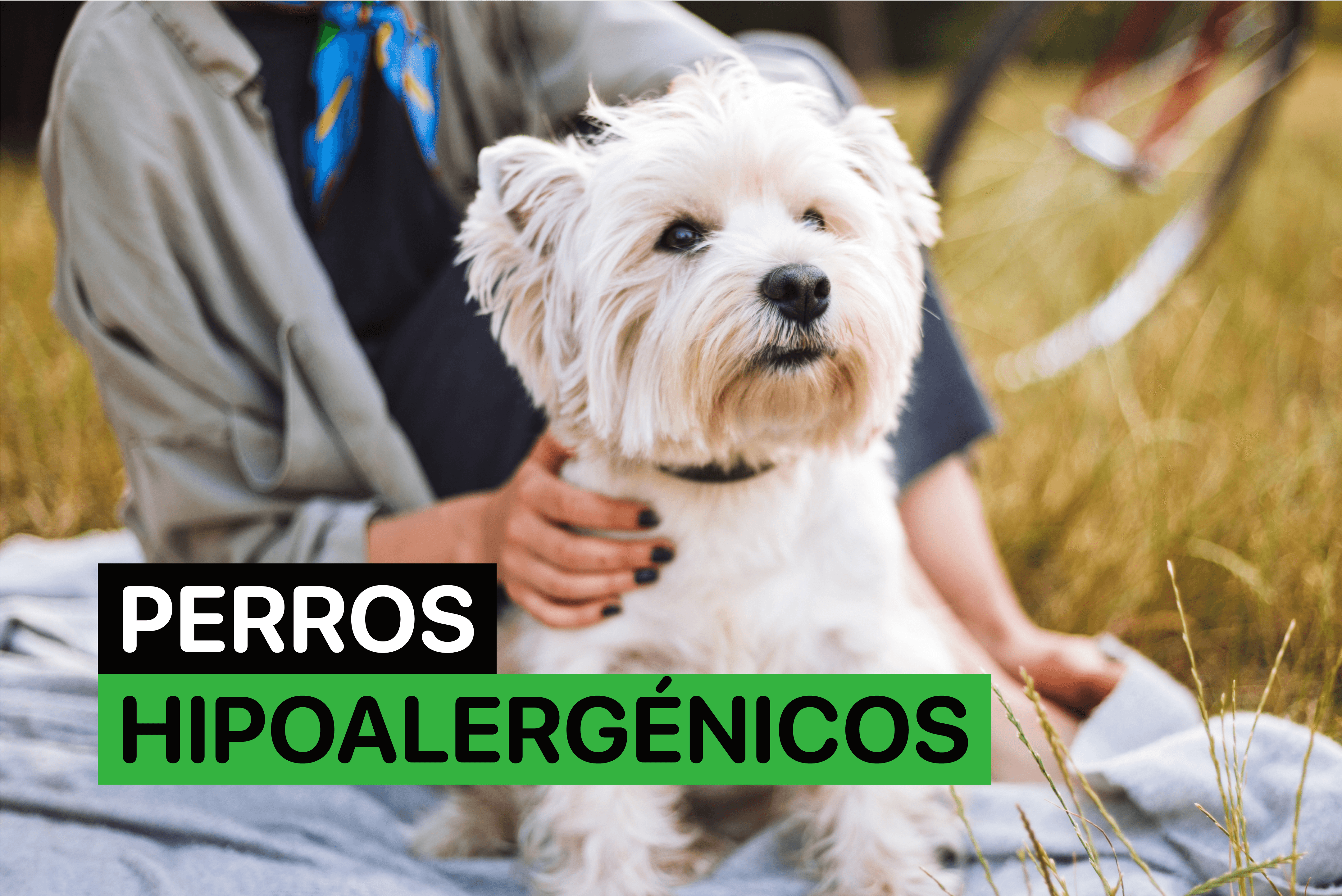 perros hipoalergenicos