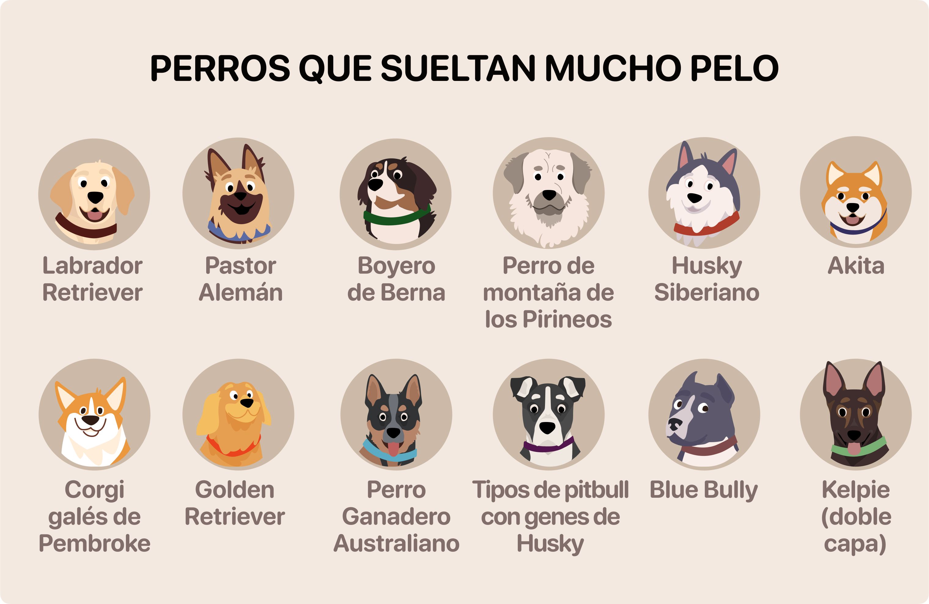 perros que sueltan mucho pelo