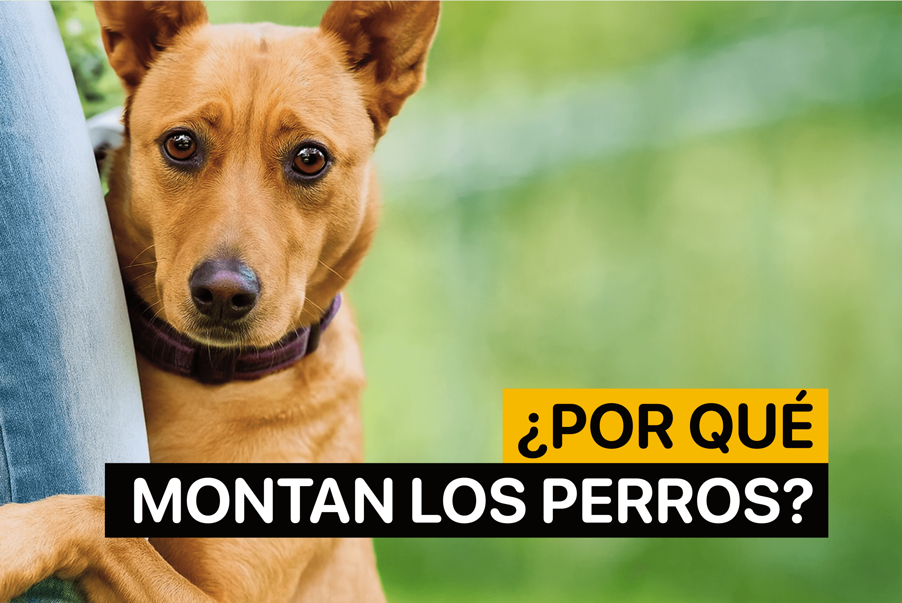 porque montan los perros