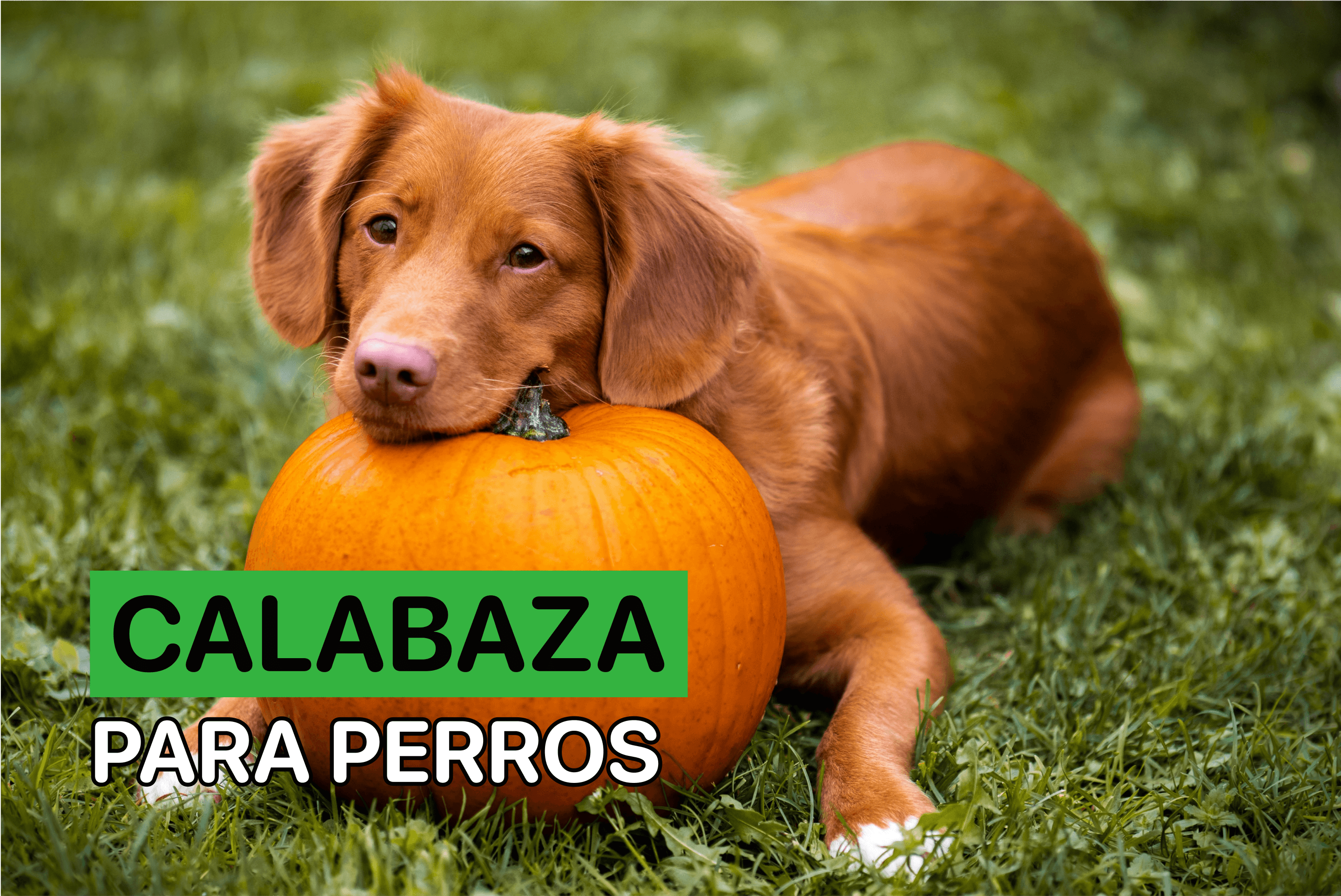 pueden comer calabaza los perros