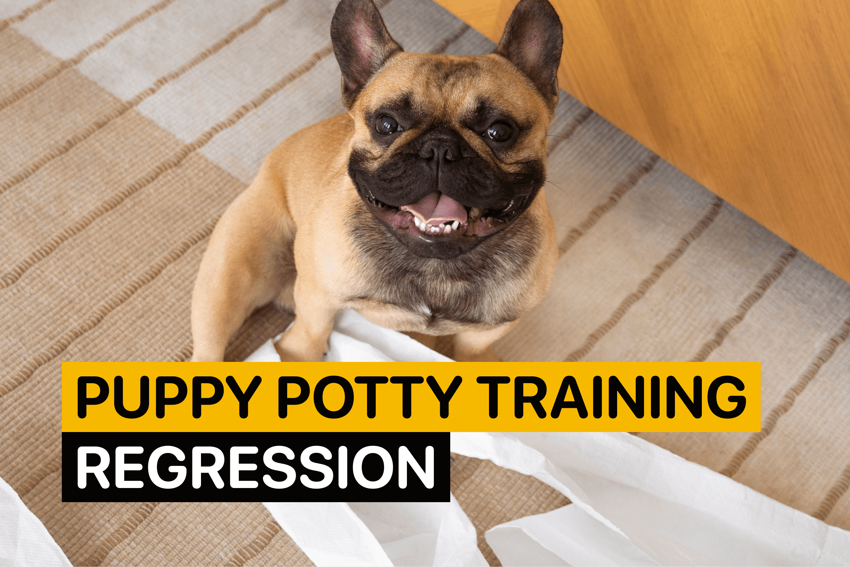puppy potty training regression