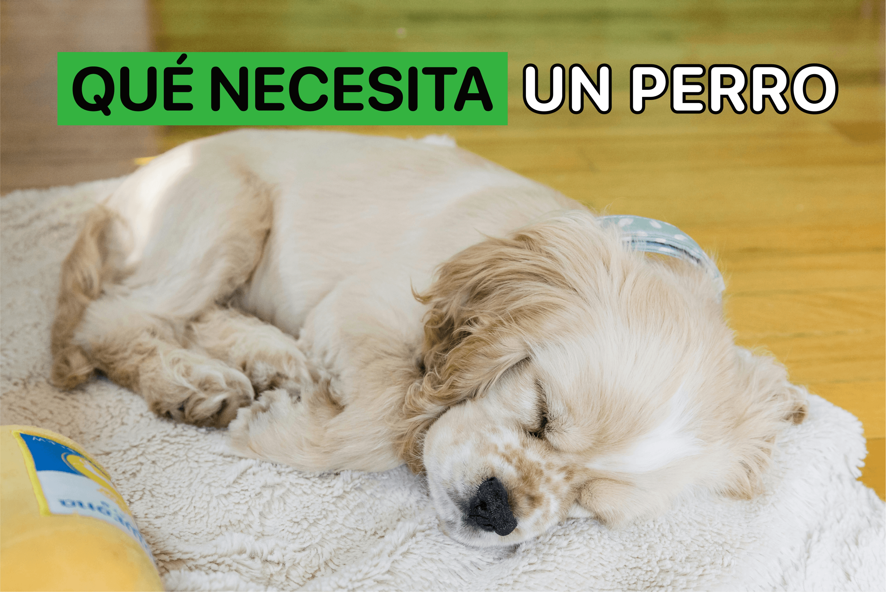 que necesita un perro