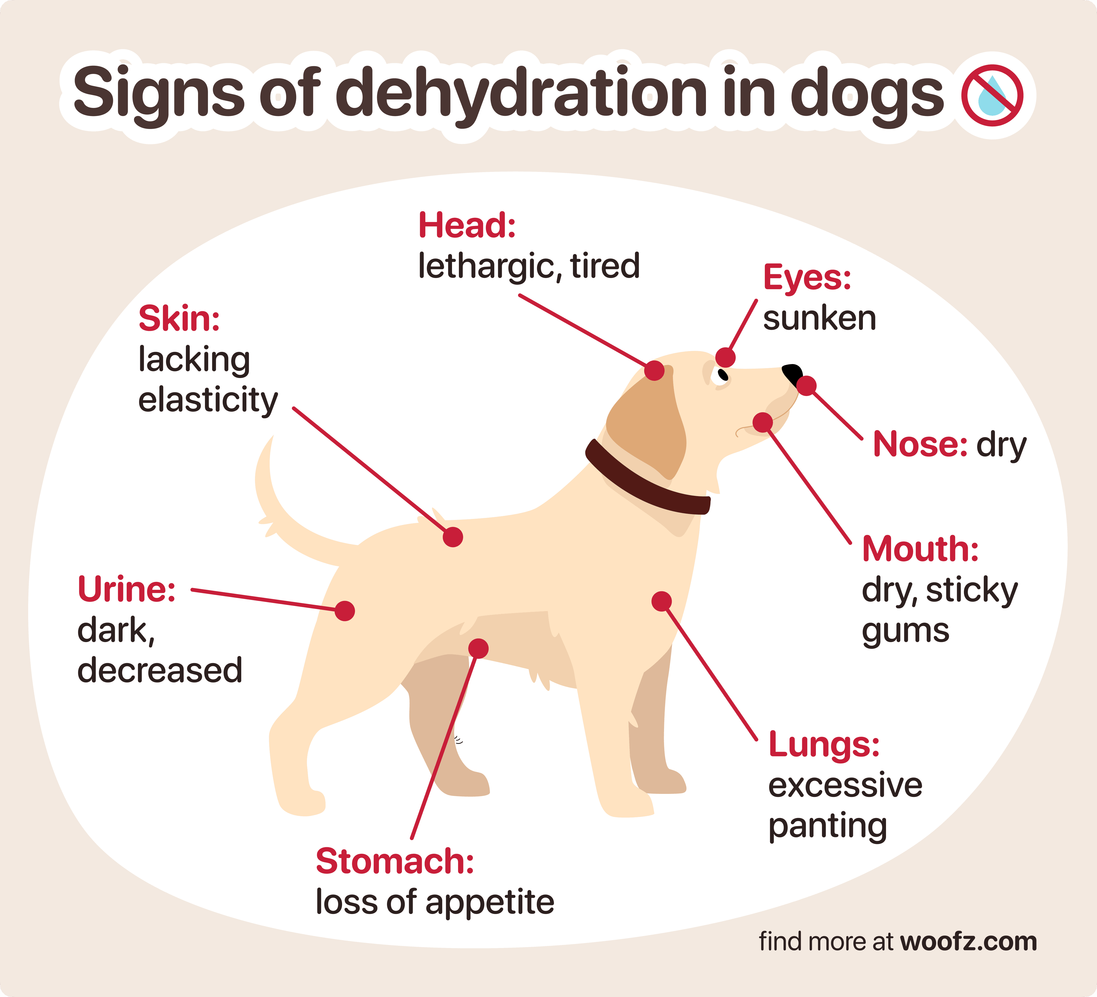 signs of dog dehydration